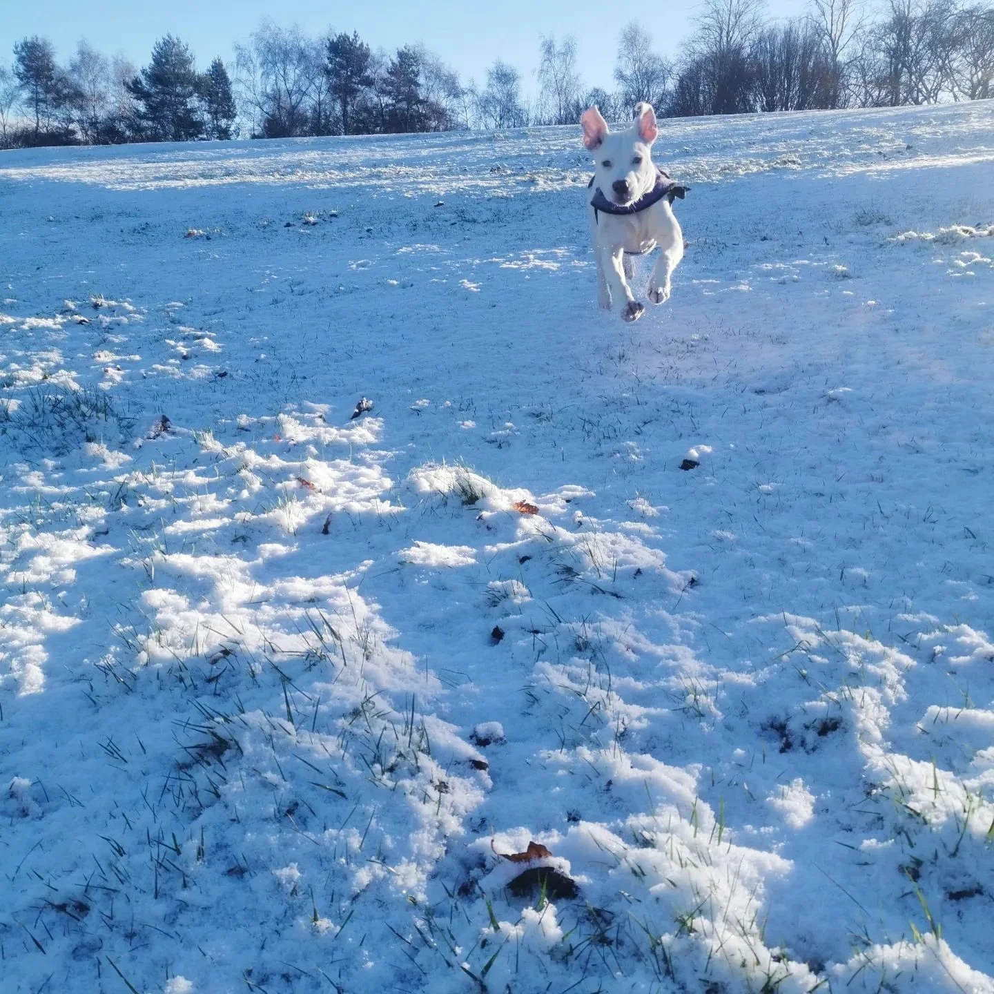 Coco's first snow day ❄️☃️🌨️

We have availability for lunchtime group walks, please feel free to DM/eMail/Whatsapp to arrange a complementary meet&amp;greet 🥰

See website for price list &amp; additional information;

https://www.pupandpawpdw.co.u
