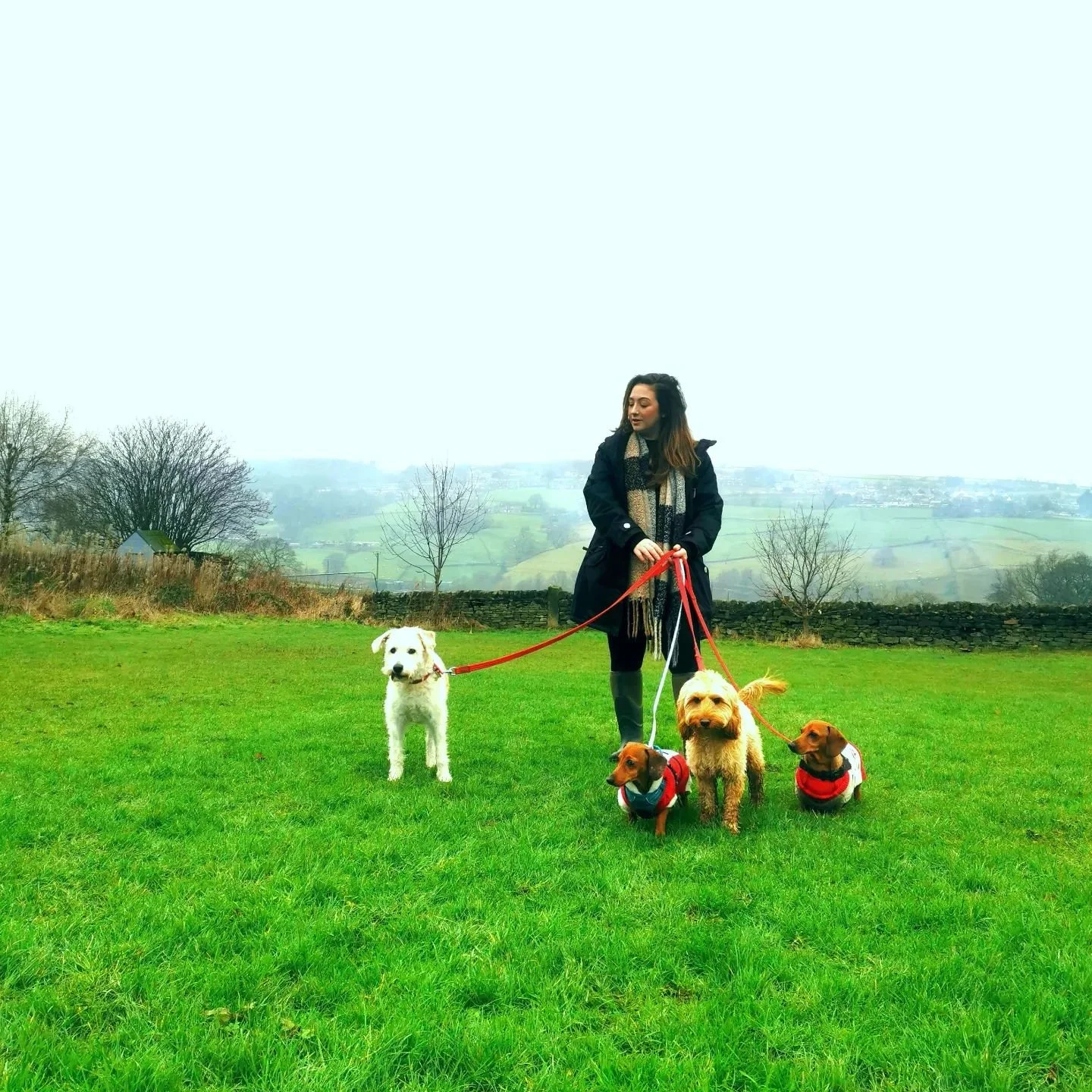 Happy New Year everyone! 🎉

Back to reality tomorrow? 
Allow Pup&amp;Paw to take care of walking your pooches whilst you're at work! 

Both group and solo walks available on all weekdays. 

Covering Wibsey, Low Moor, Shelf, Queensbury, Norwood Green