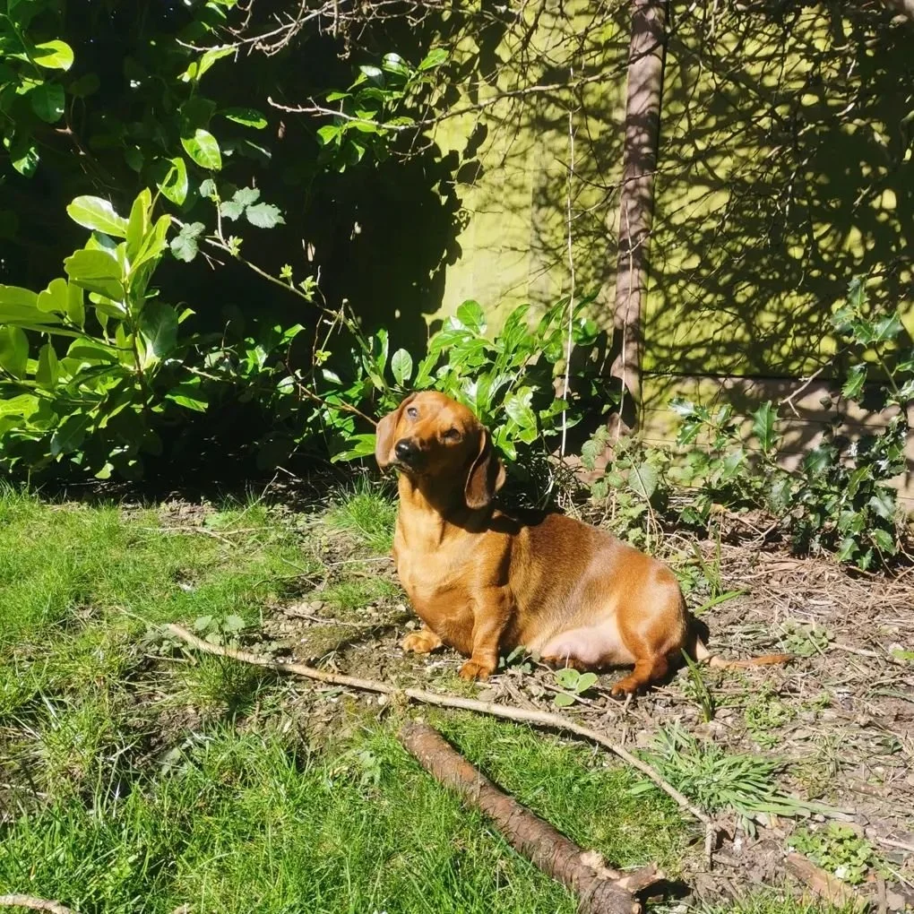 Happy 3rd Birthday to the sweetest girl in the world. Miss Rosie, life wouldnt be much without you &hearts;️🐾🐶🌭🎂
.
.
.
#dogoftheday #dogsofinstagram #doglovers #dogsofinsta #daxielove #daschund #dachshundoftheday #daxie #daschundsofinstagram #dox
