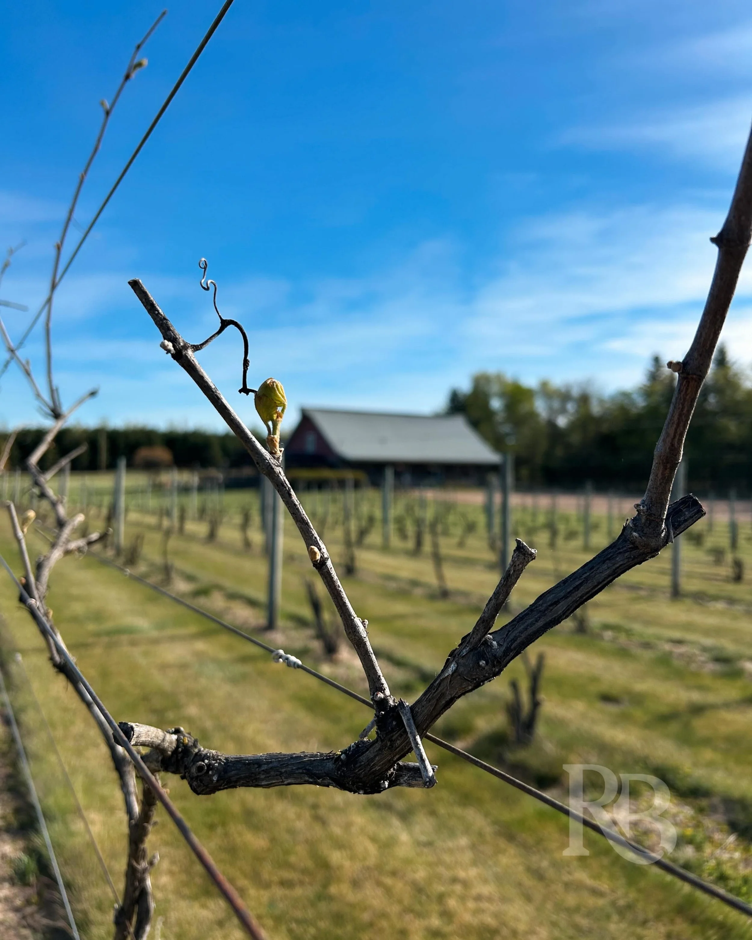 Hooray! We&rsquo;ve got bud break in the vineyard! 🍃

In partnership with the University of Minnesota, we pruned the vines back quite a ways this season to help them focus their energy on healthy new growth and strong grape production for even more 