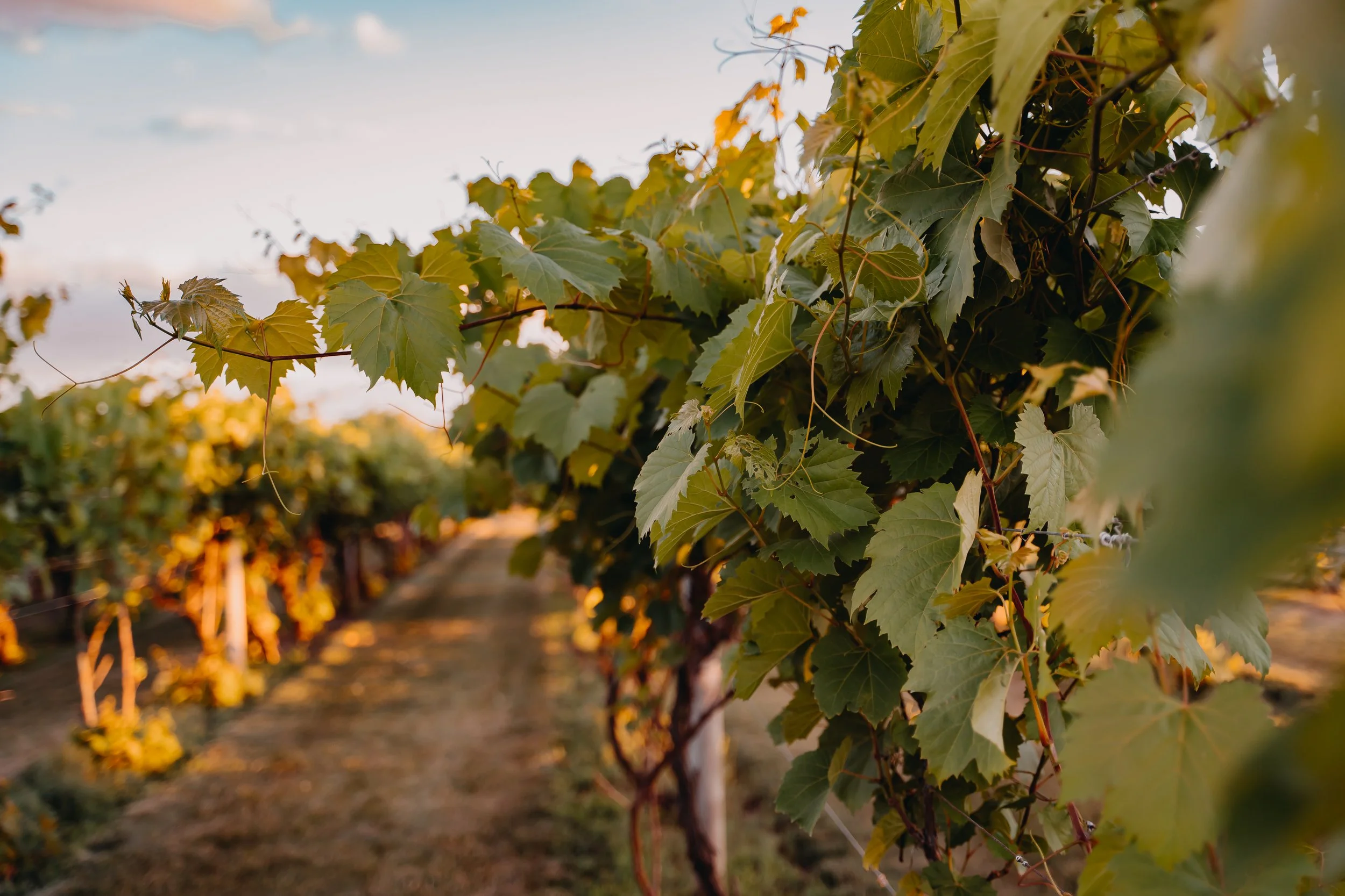 About — River Bend Winery & Distillery