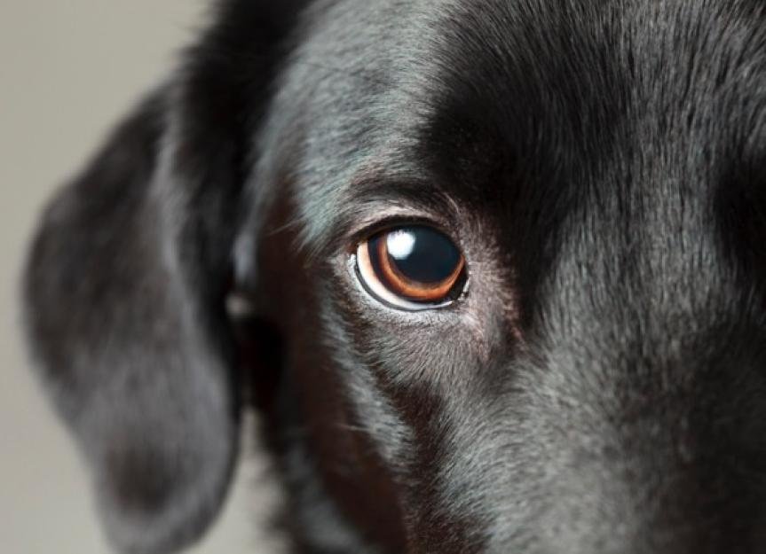 Dog eye.jpeg