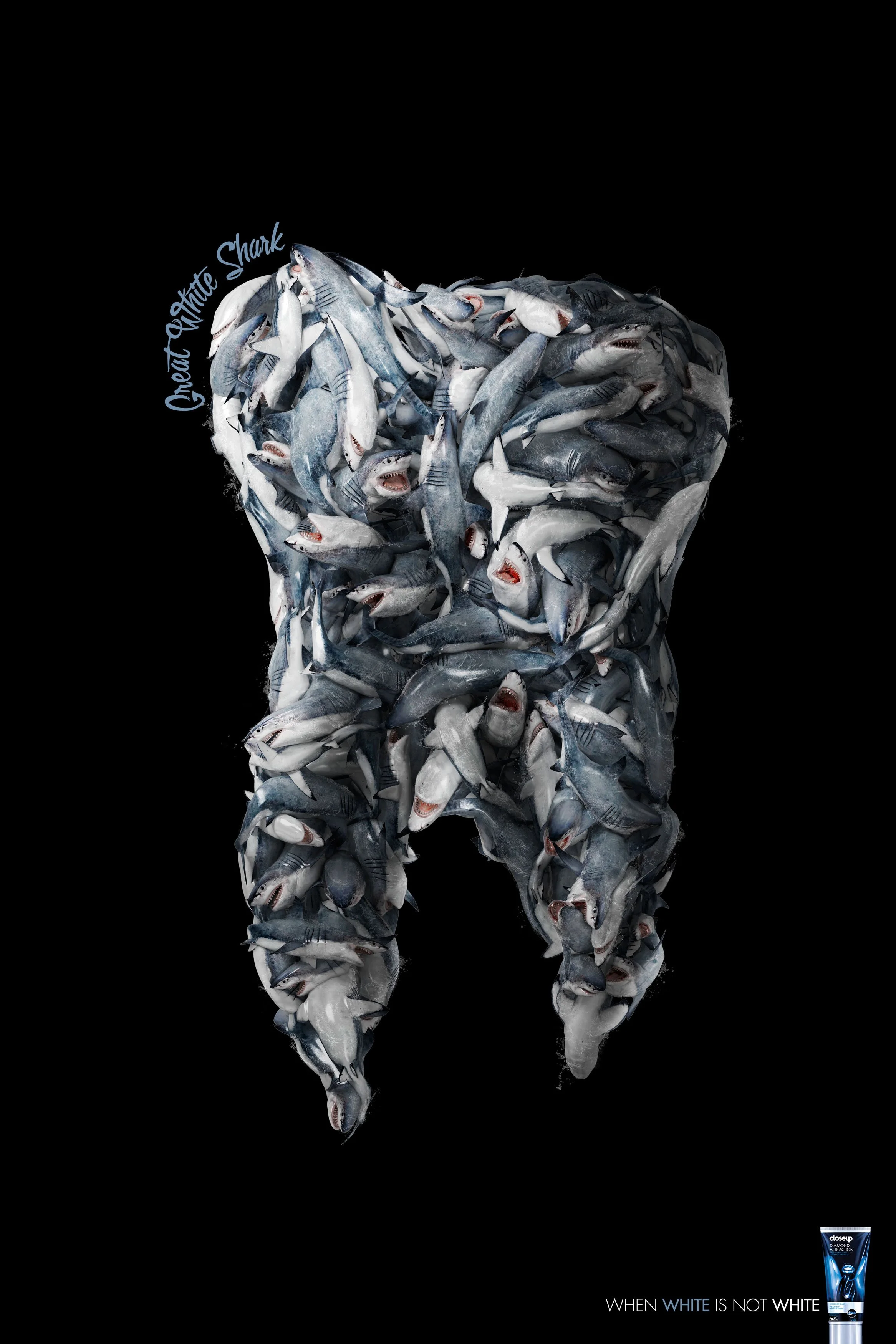 Closeup_Shark.jpg