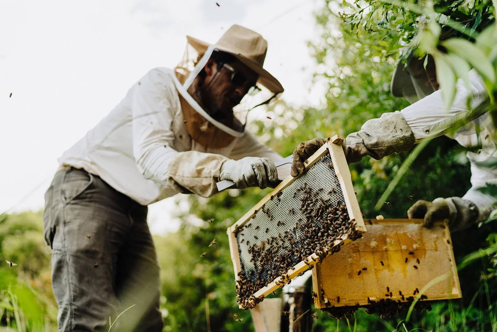 swapping out honeybee frames