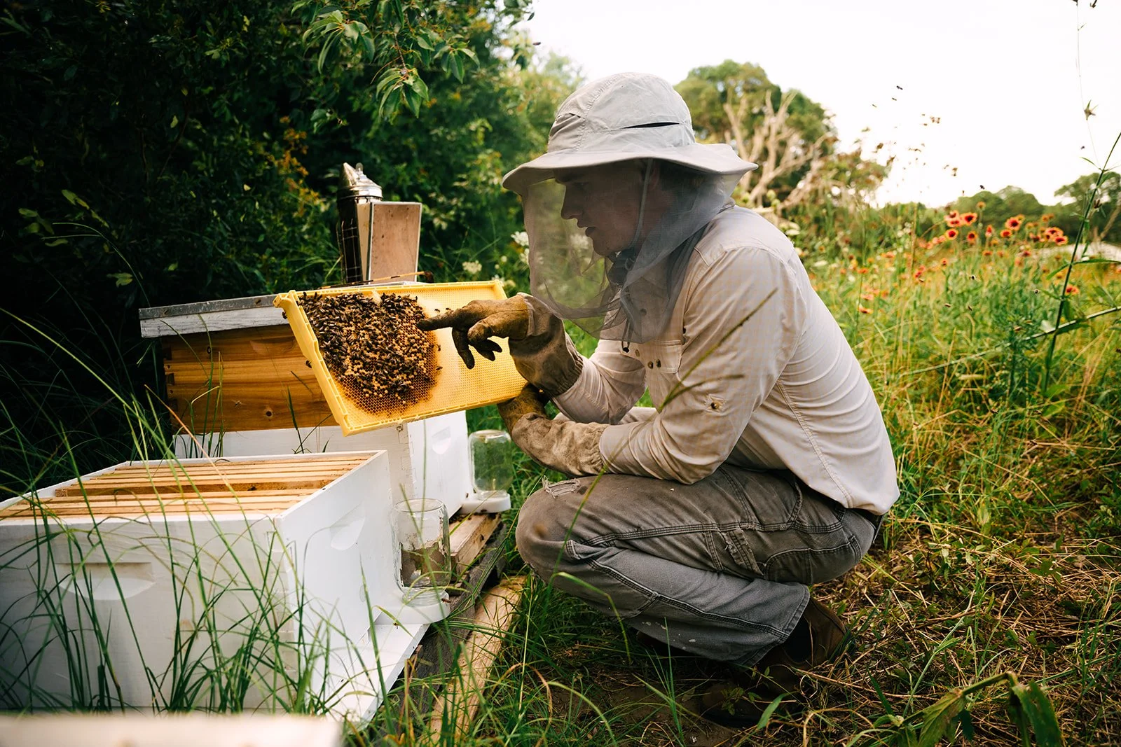 checking up on the honeybees that we relocated. 