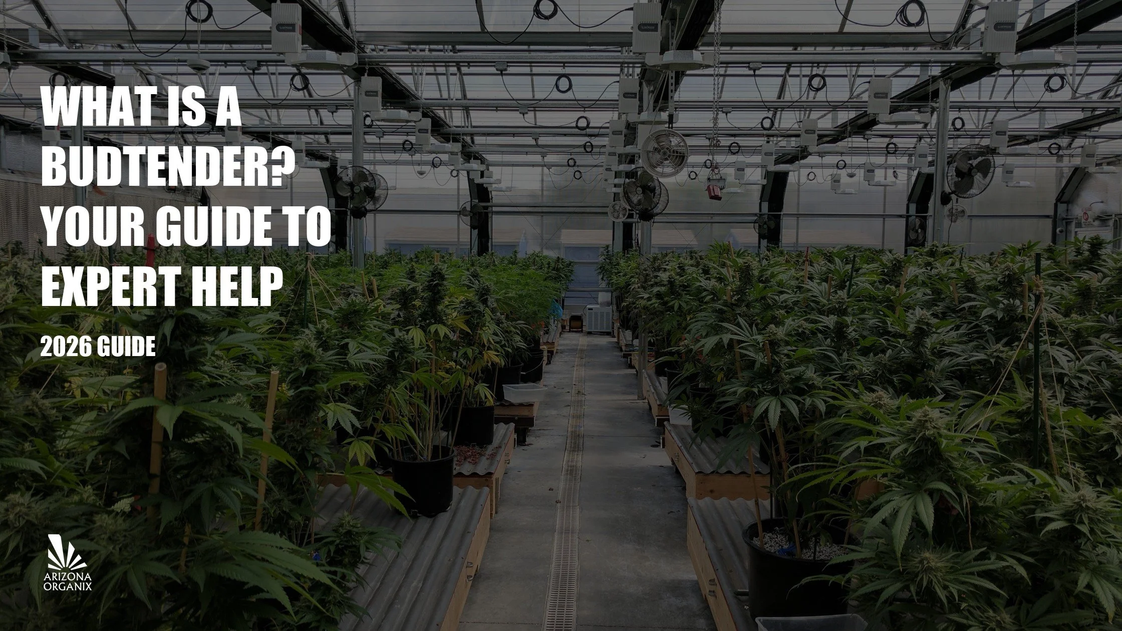 What Is a Budtender? Your Guide to Getting Expert Help at a Dispensary