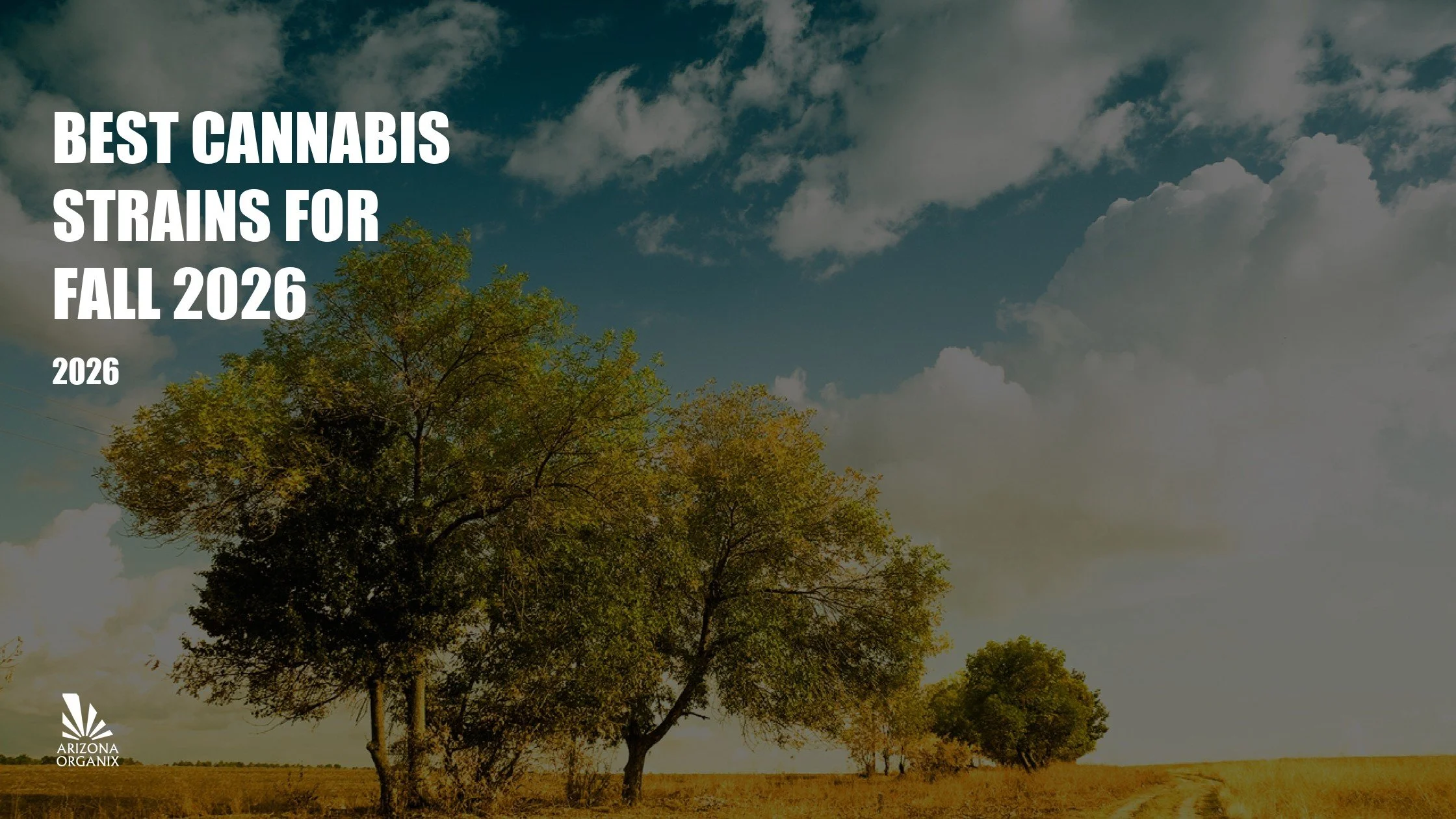 Best Cannabis Strains for Fall 2026: Cozy, Relaxing & Festive Picks