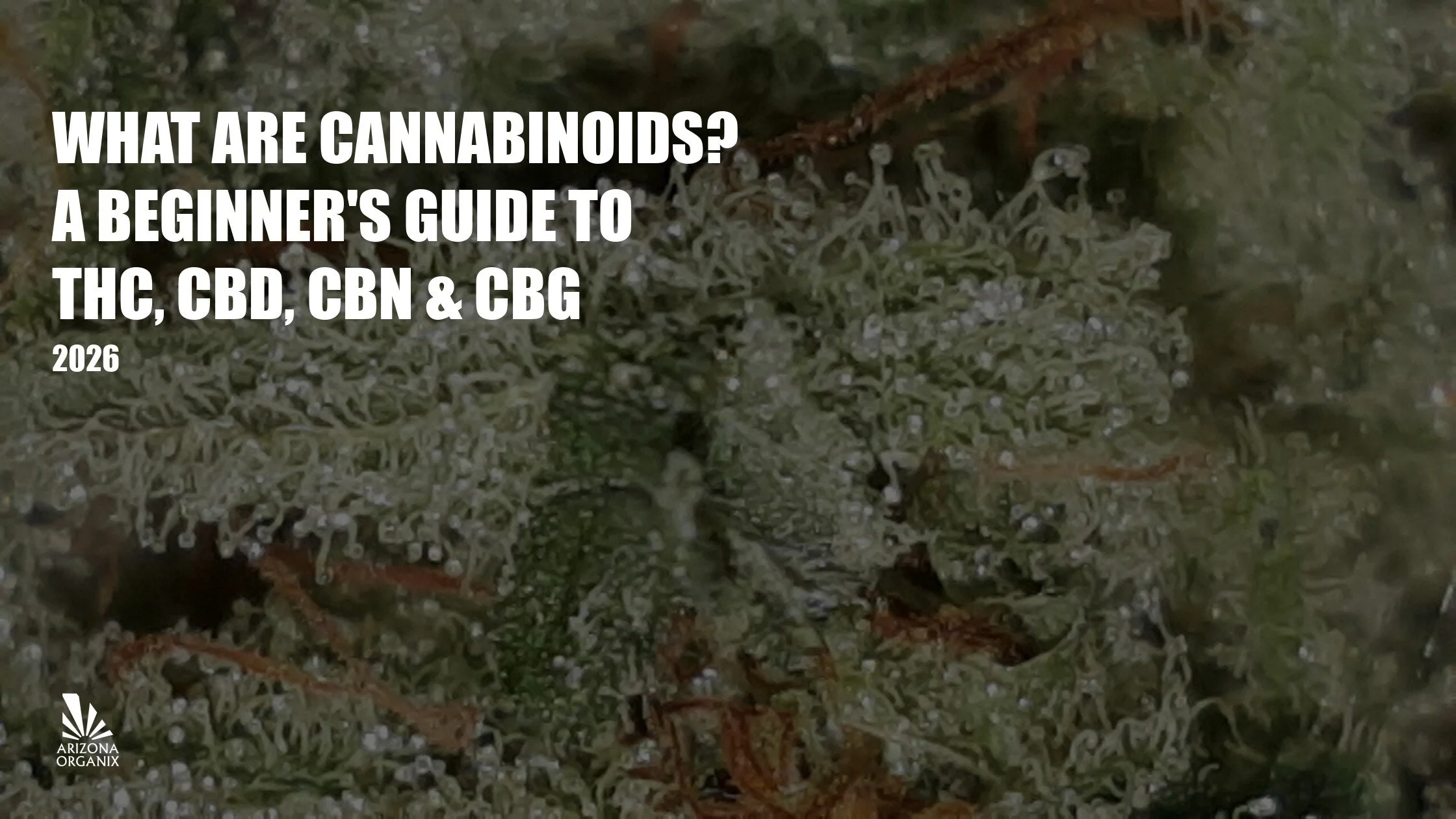 What Are Cannabinoids? A Beginner's Guide to THC, CBD, CBN, CBG & More