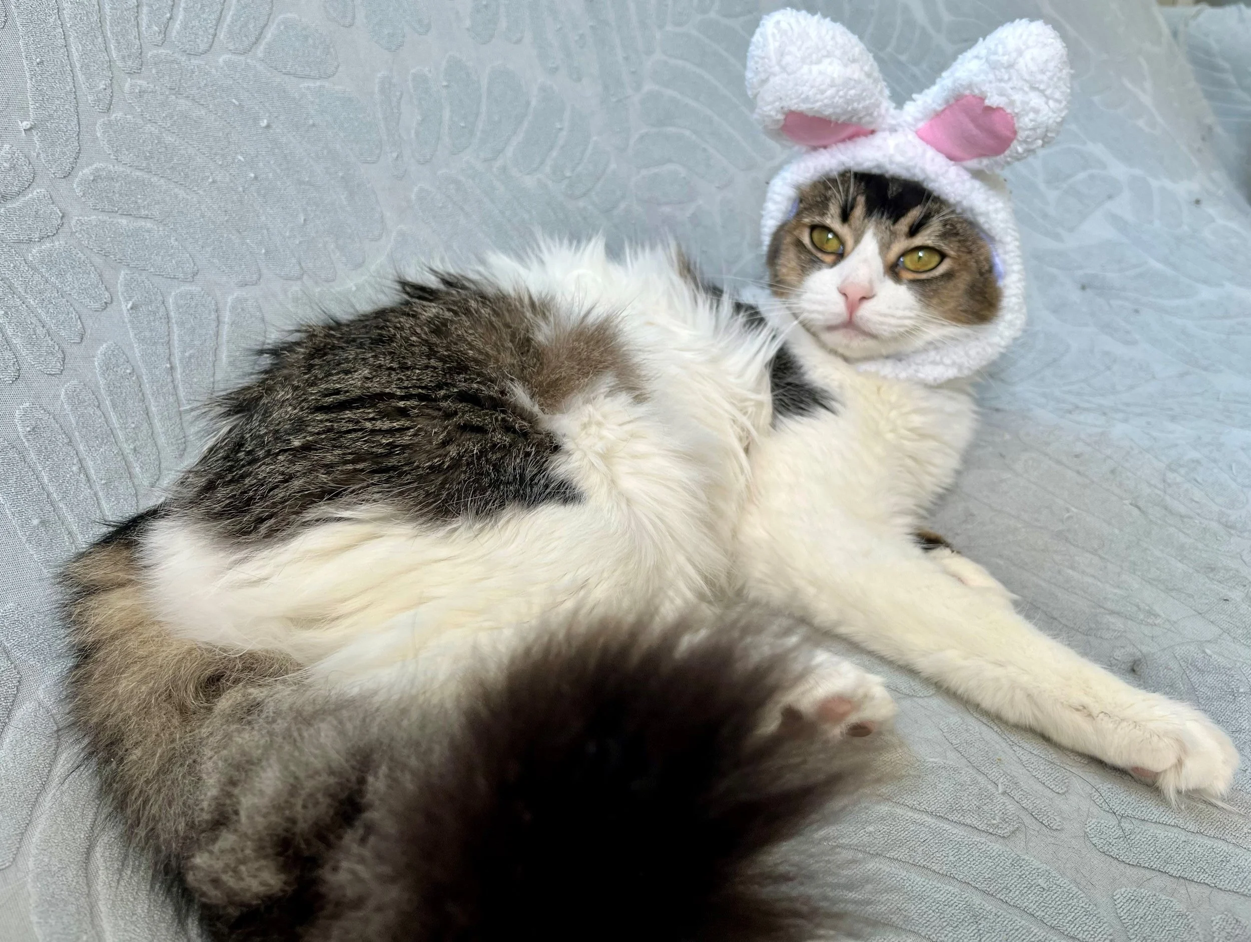 Fluffy - Outfit (rabbit cat).jpg