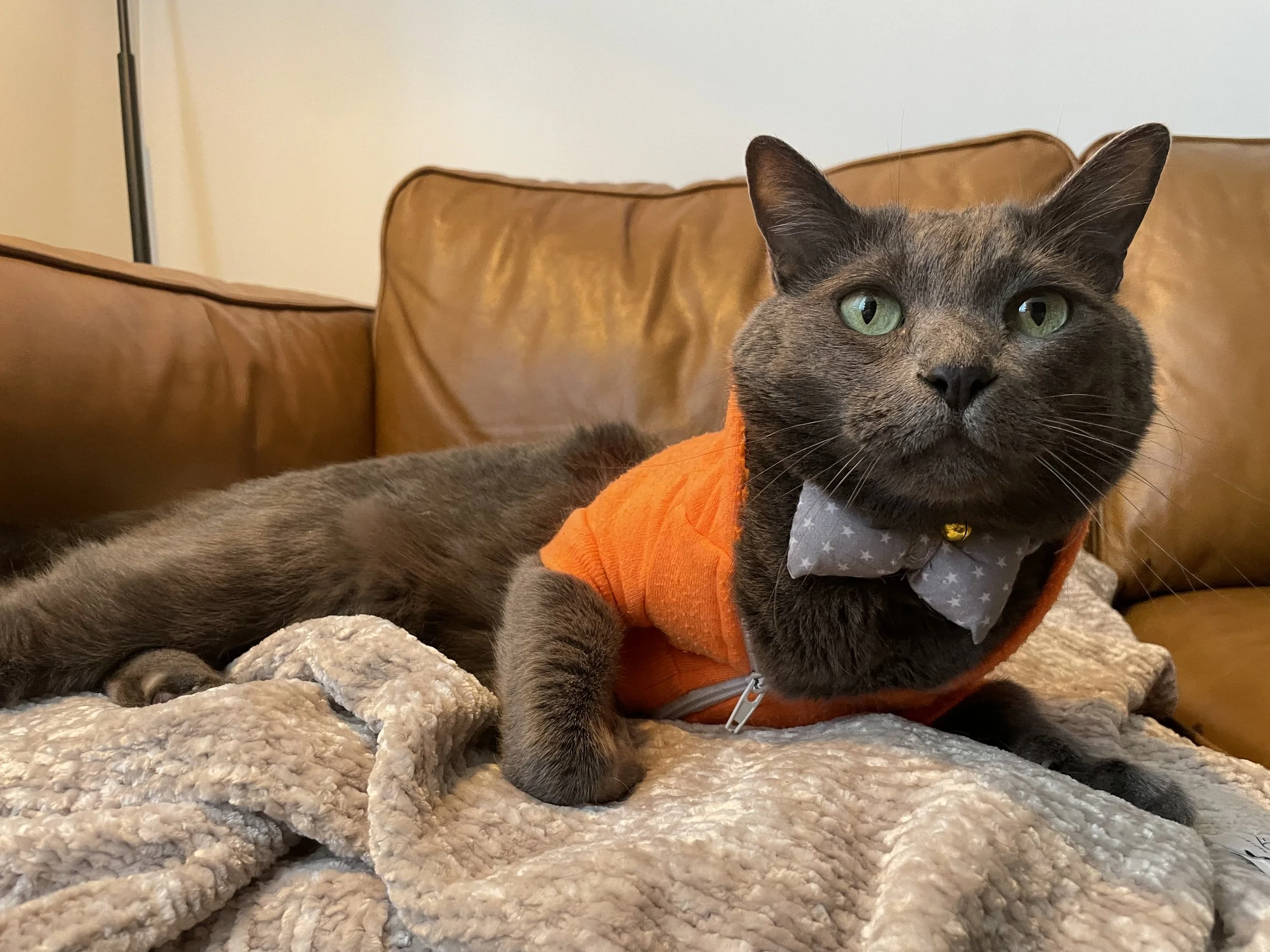 Cumulo Best Pet and Best Outfit - Copy.jpeg