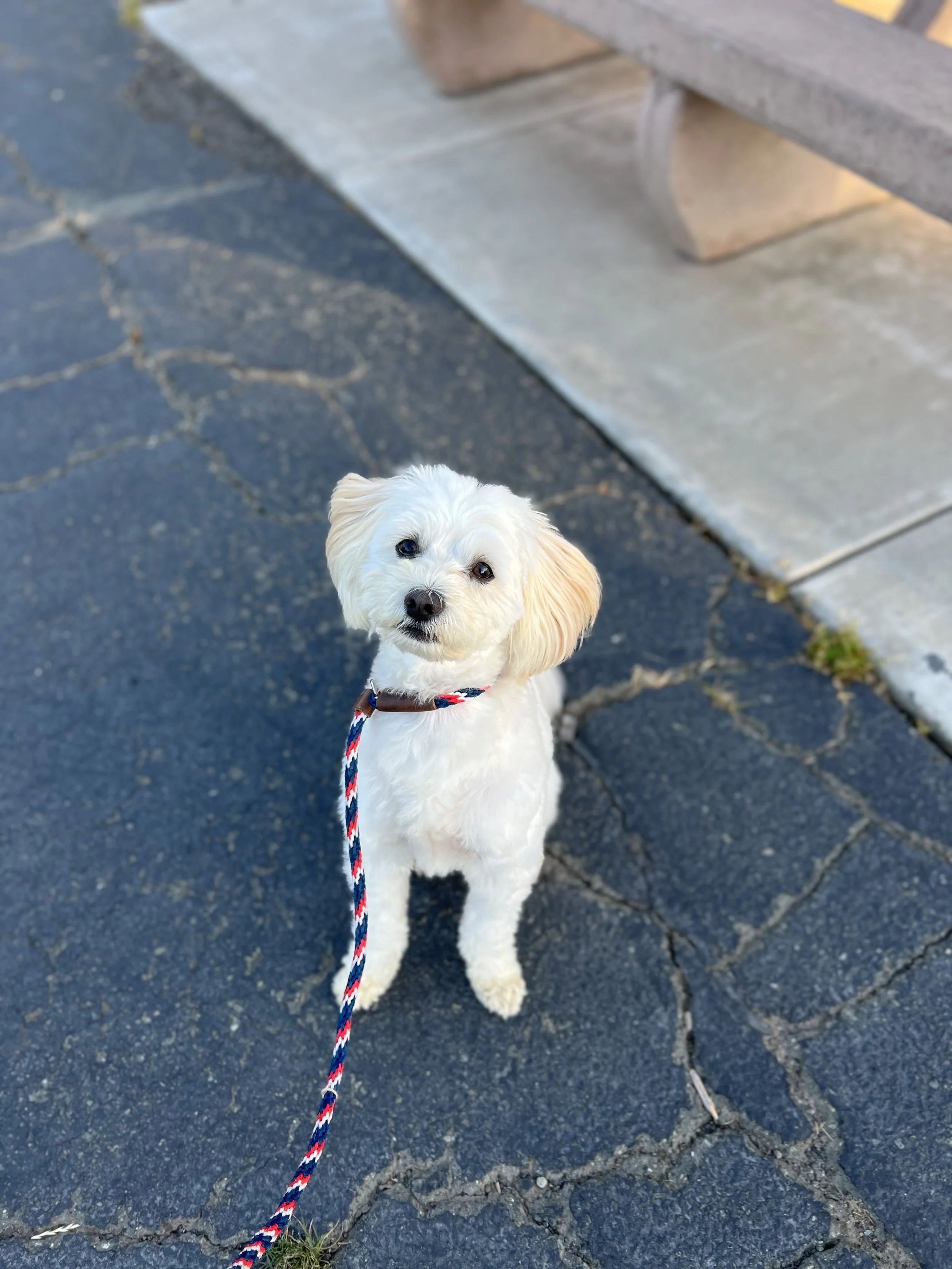 Sarang Best Dog.jpeg