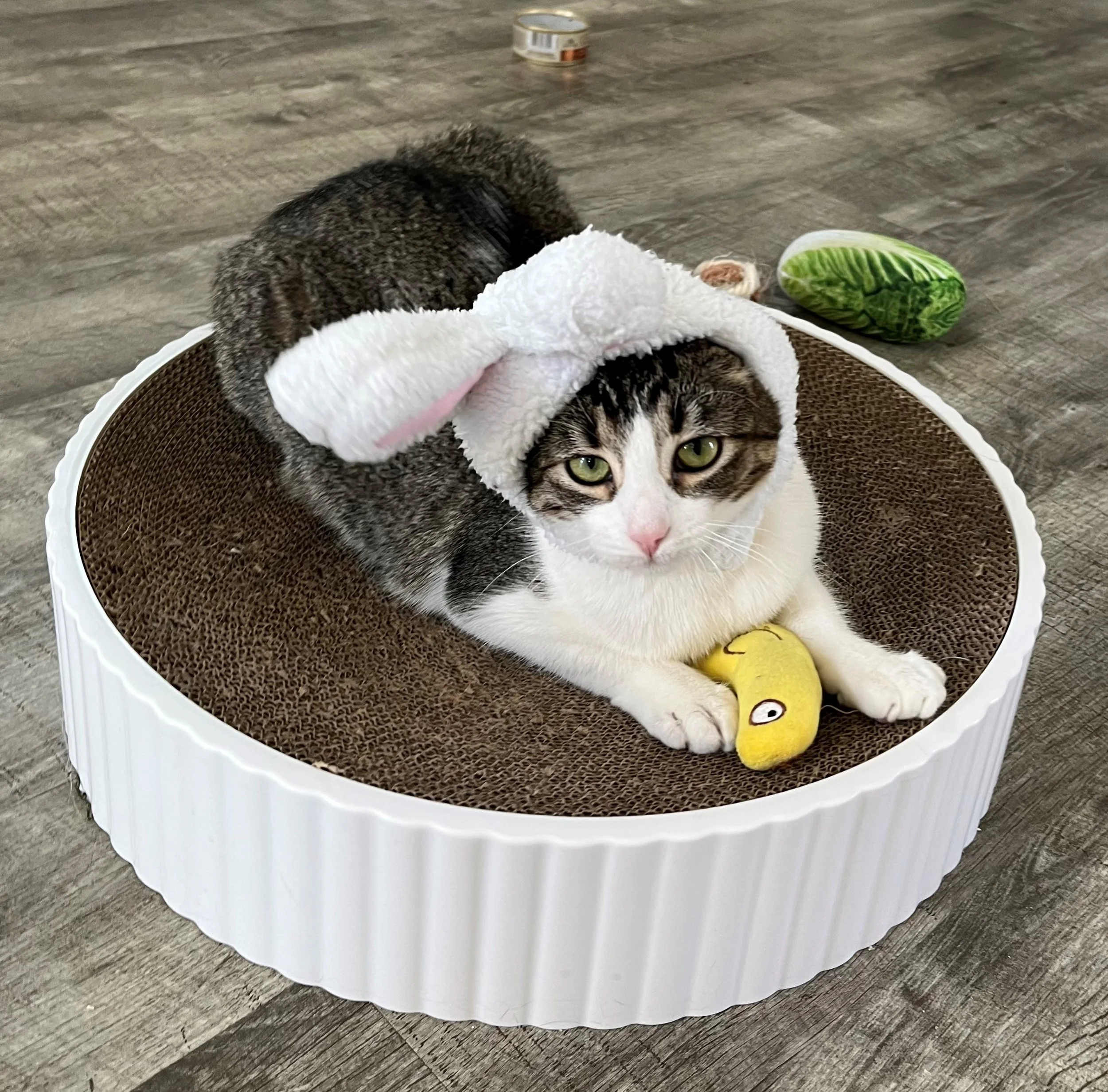 Lovely - Outfit (sad rabbit).jpg