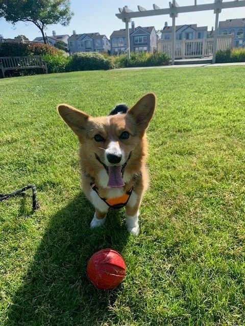 Lulu Corgi.jpg