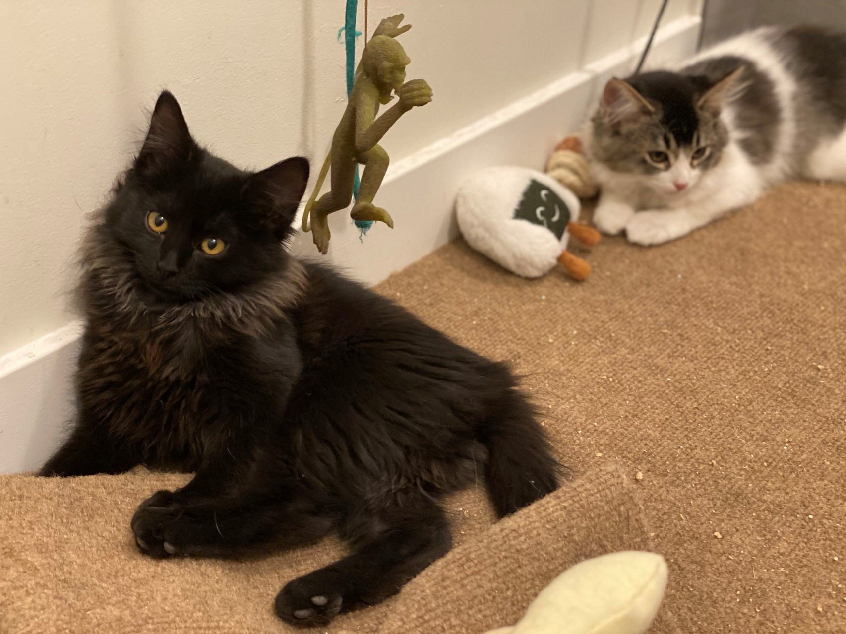 Bolty (left) - Best non-dog group.jpg