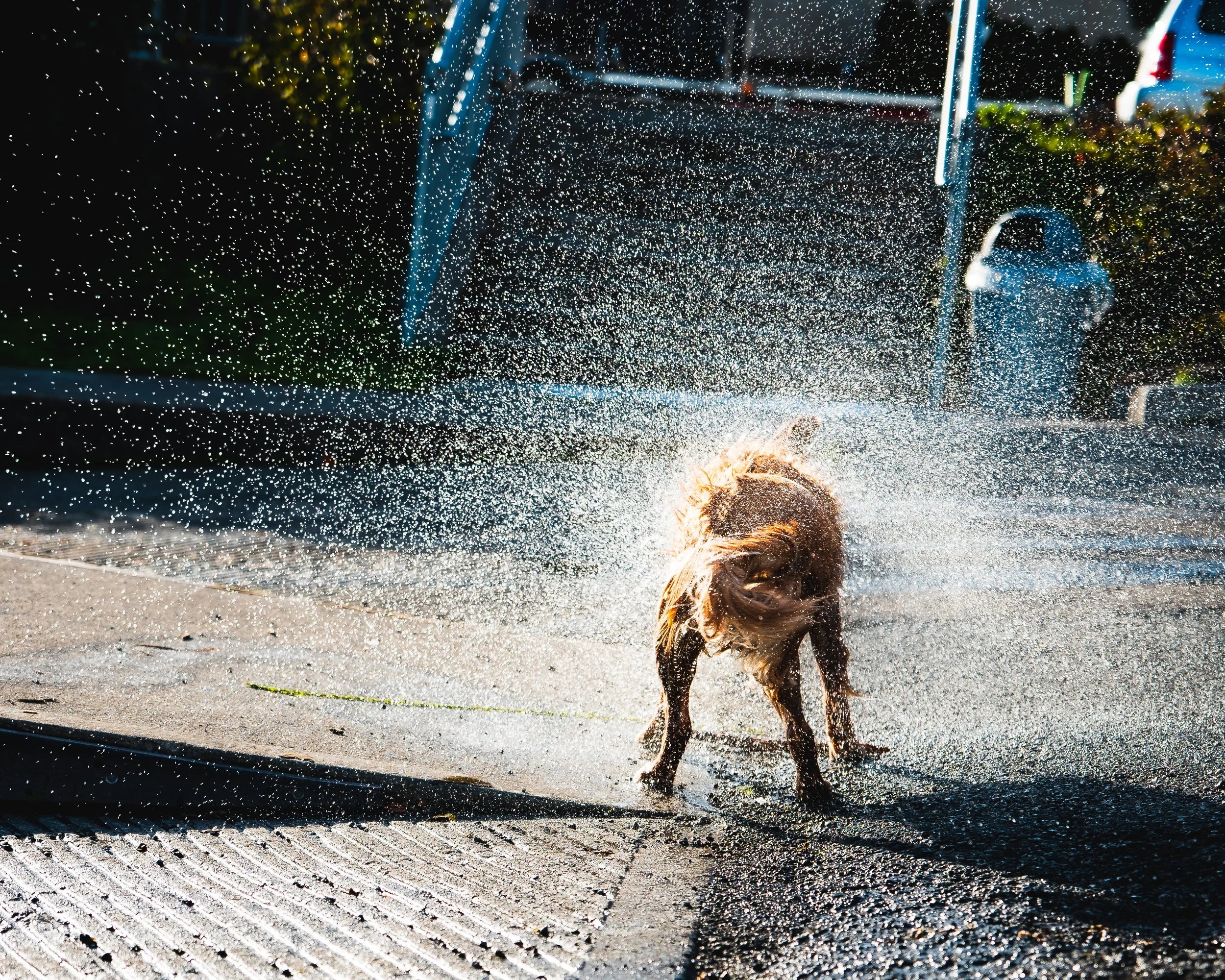 (III) The Hero’s Journey.