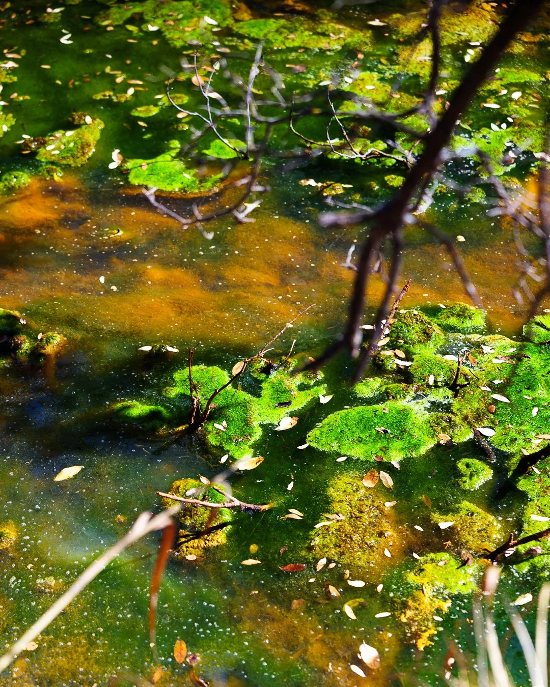 Creek in Abilene State Park - Photographer David Carrion.jpg