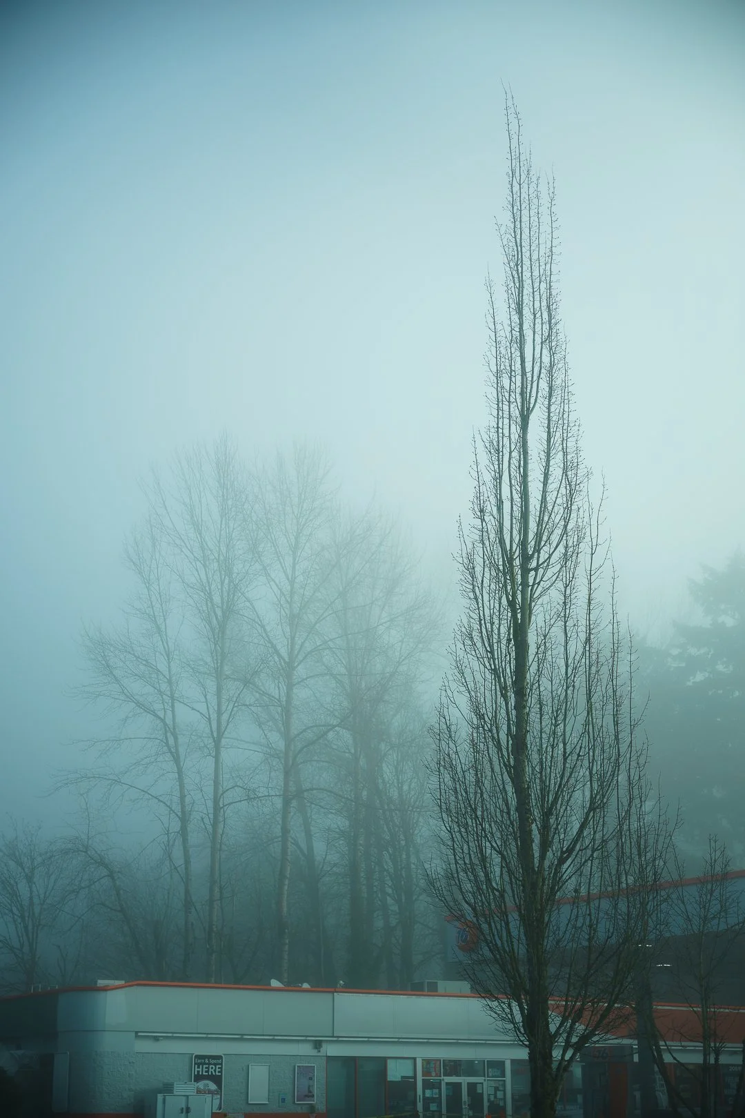 Tree on a foggy day.jpg