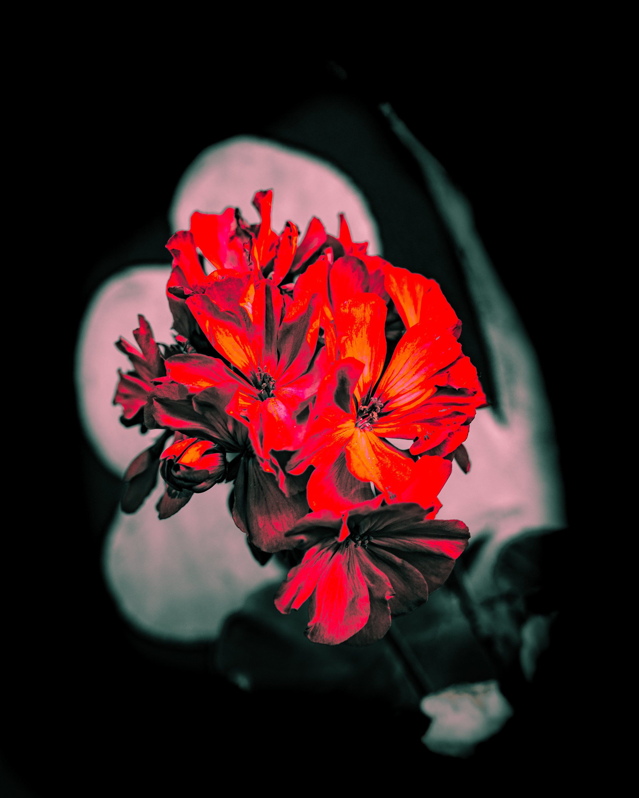 10 (21).jpg