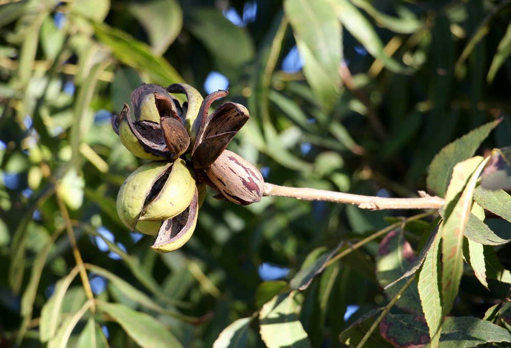 All Your Pecan and Pecan Tree Questions, Answered