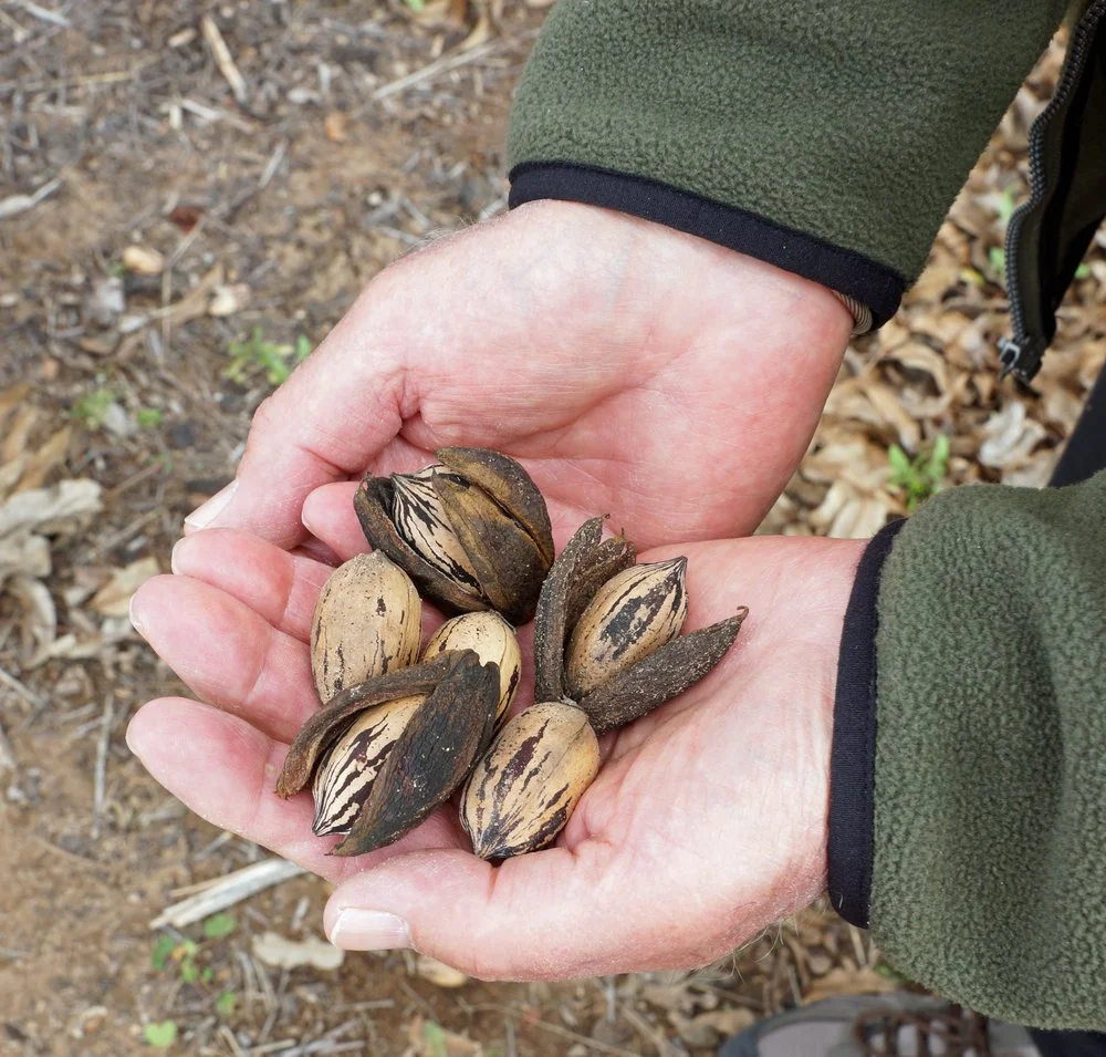 The Fabulous History of Pecans