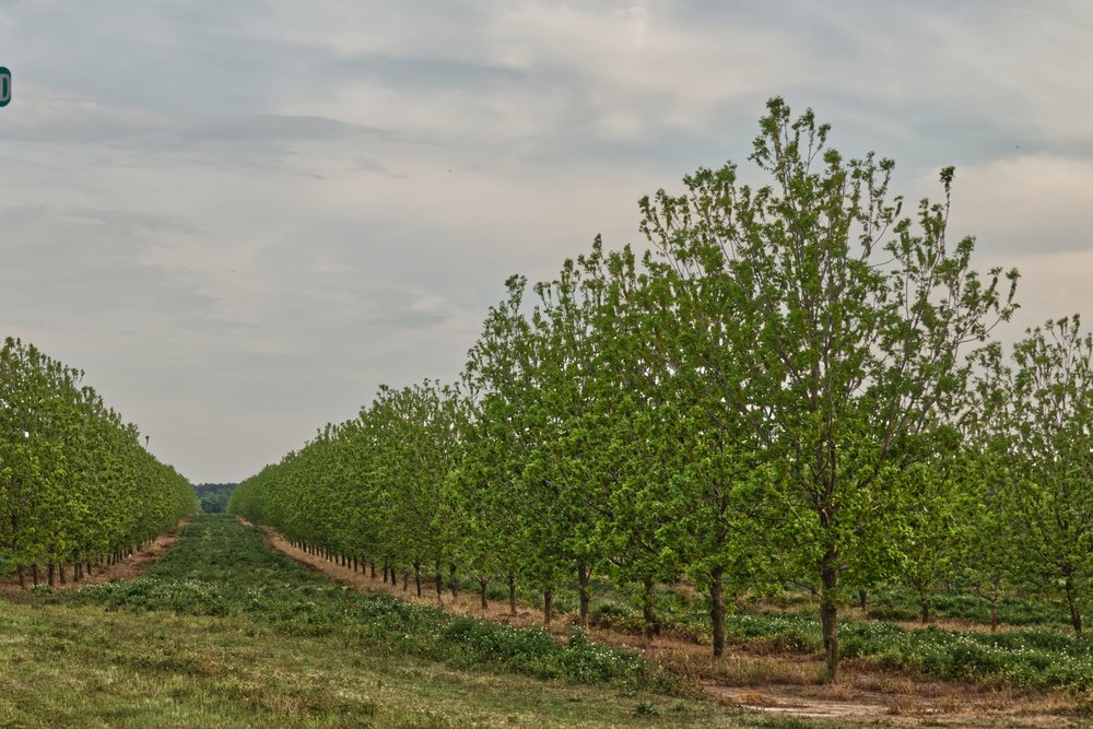 How Many Varieties of Pecans Are There?