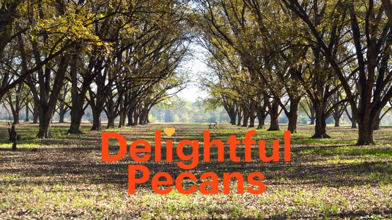A Closer Look at Popular Pecan Types in Arizona