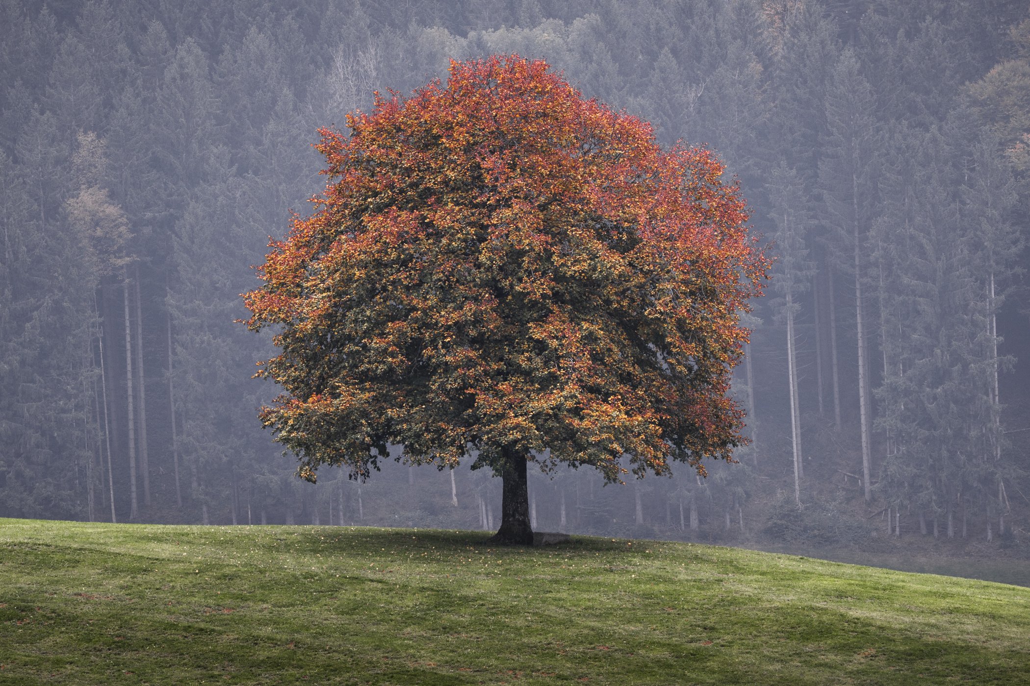 Wald, Appenzell Ausserrhoden