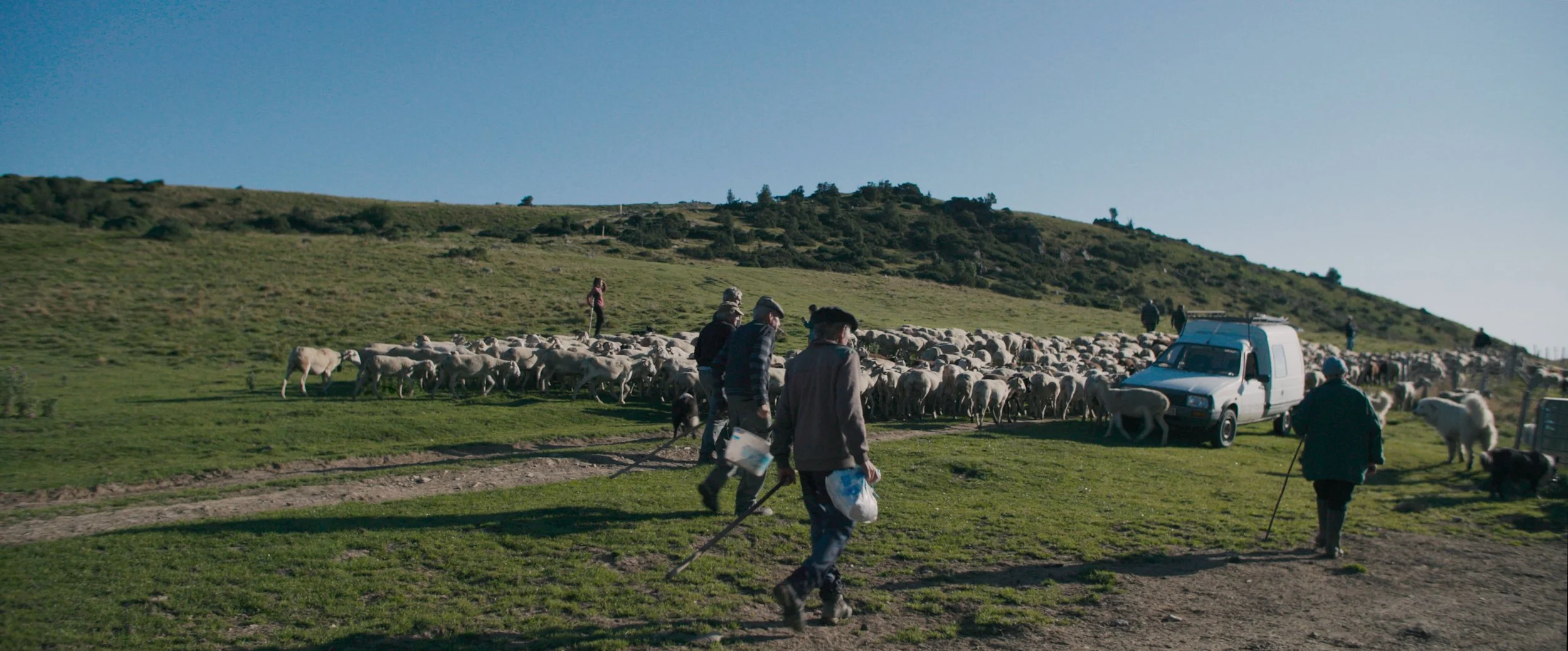 Farmers herding sheep on a grassy hillside with a white van parked nearby under a clear blue sky.