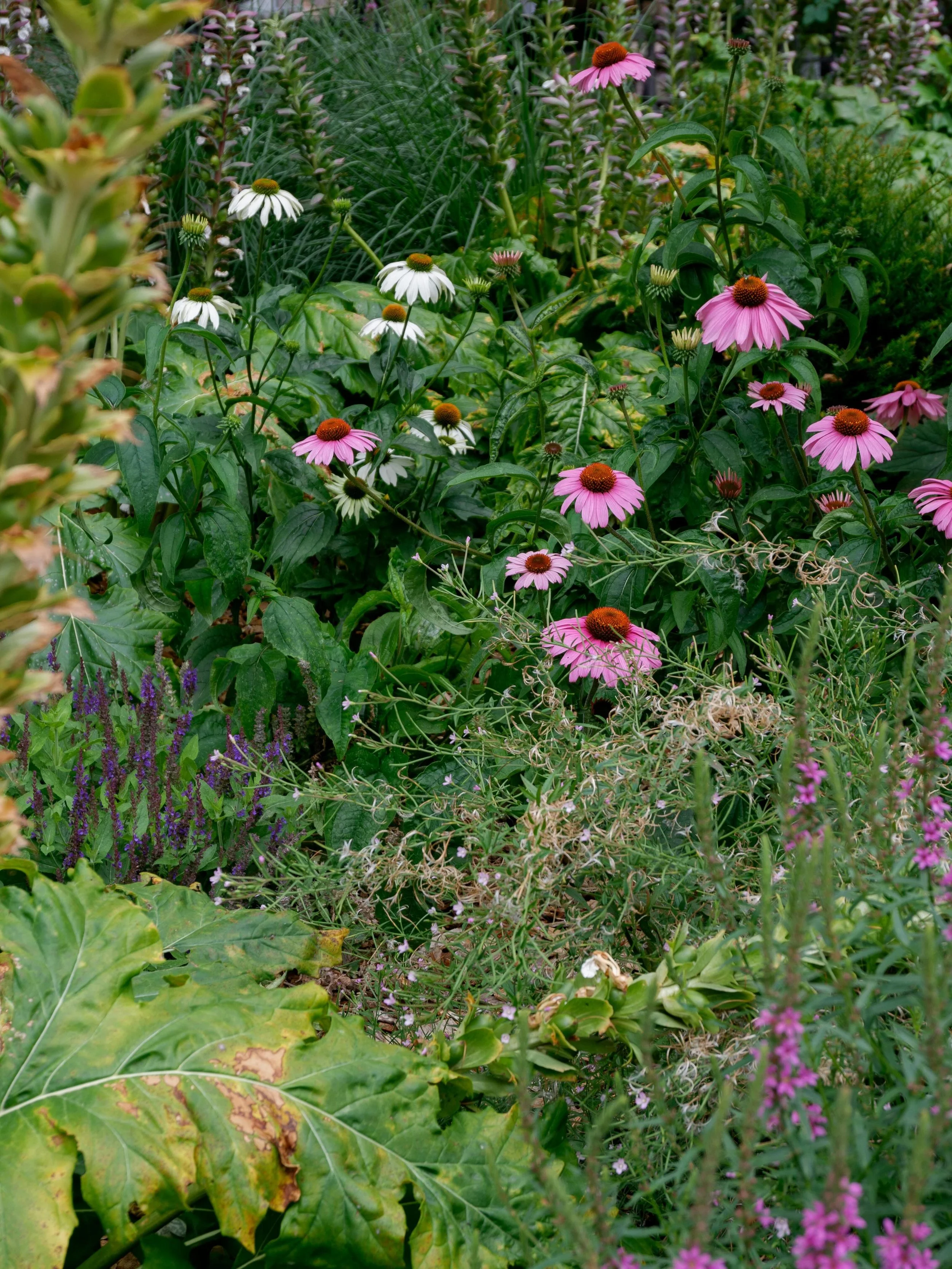 Chelsea Flower Show week 🌸 
The week London truly comes into bloom. 

There&rsquo;s nothing quite like the atmosphere in Chelsea right now. 

#ChelseaFlowerShow #ChelseaInBloom #LondonInBloom #rhs #rhschelsea