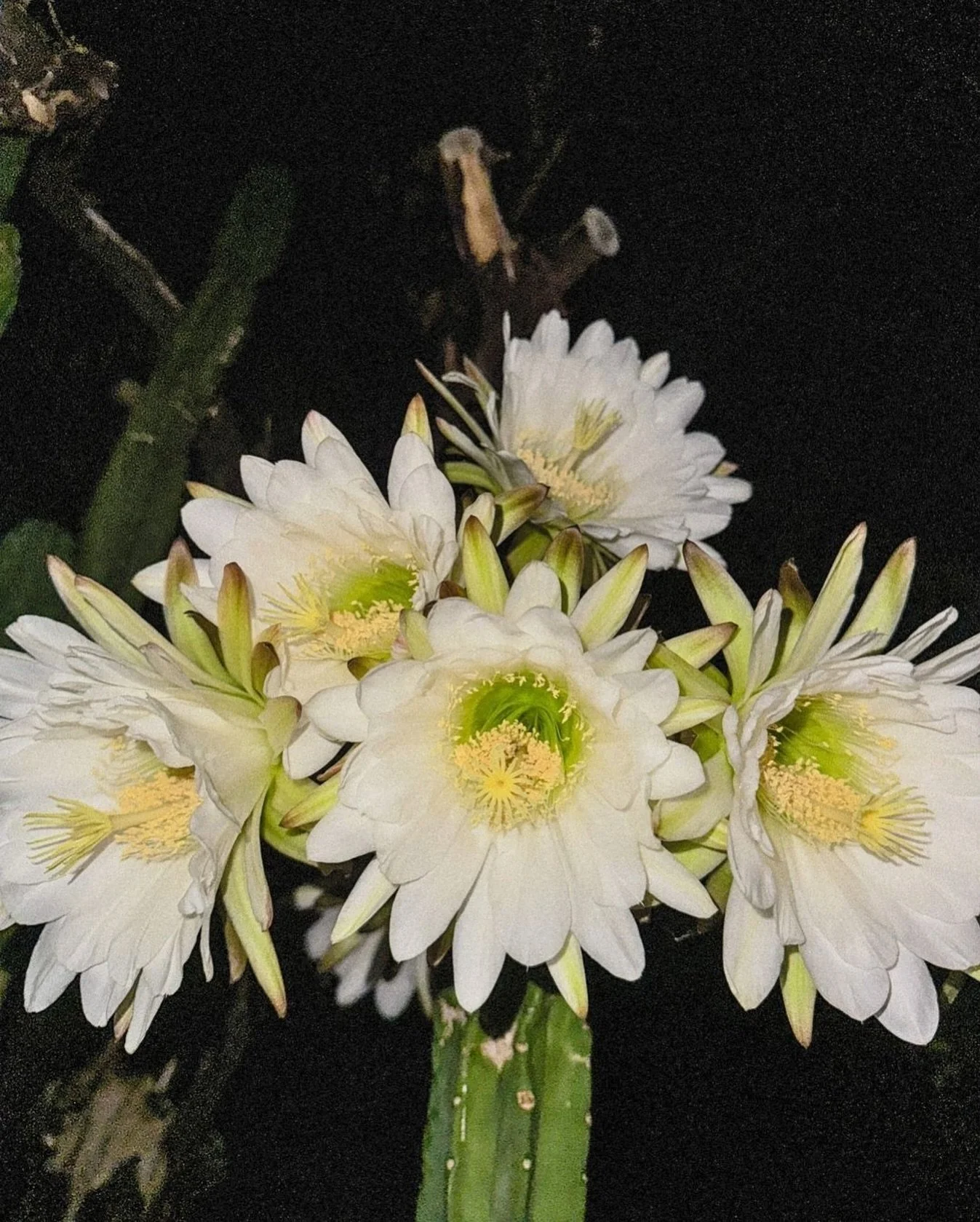 Hi Clients and Friends! 

Checking in here from the hot summer of the Sonoran Desert where the San Pedro towers in our yard have been blessing us with giant ephemeral night blooms!

It has been a busy wild year for all of us (and by us we mean Earth)
