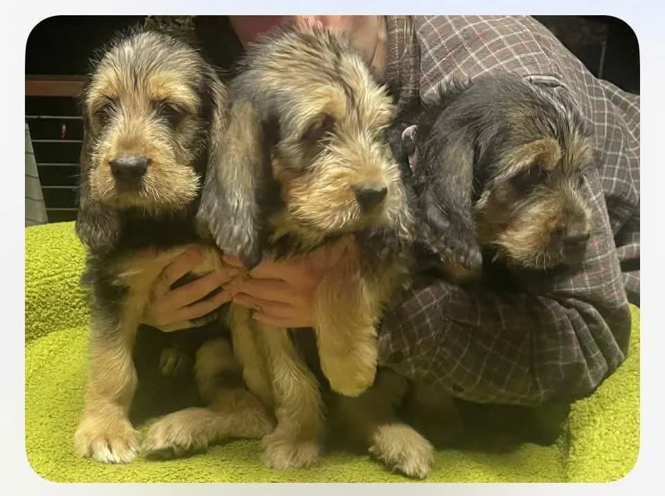These beautiful puppies are 7 week old Otterhounds who live in Australia. Their mother, Stevie, was born here in the Bitterroot to GCH Conestoga Convallaria Montana aka Lily owned by Barbara Horrell . When Stevie arrived in Australia last year she wa