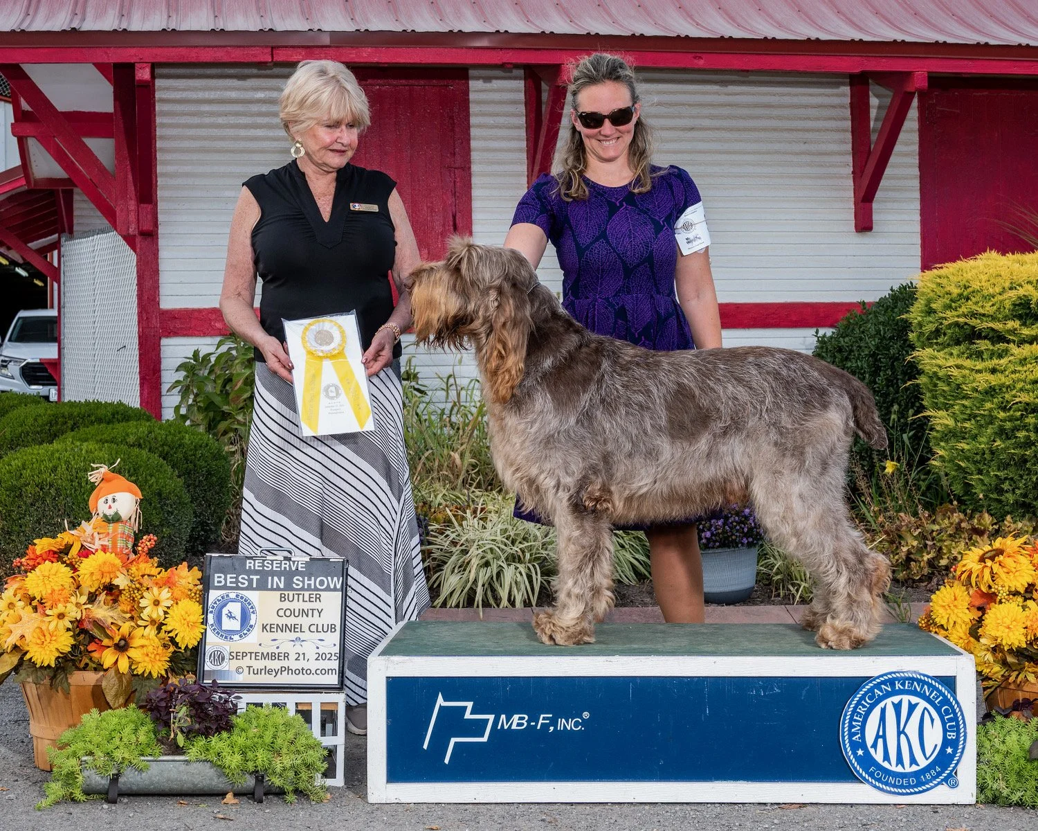 September 20, 2025 BIS MBISS MRBIS GCHS Collina d’Oro Fine Sight to See CGC TKN “Winslow “ was awarded his first Best in Show! 
He followed that up the next day with a Reserve Best in Show!!
Winslow is ranked #1 Spinone in Breed and All Breed statist