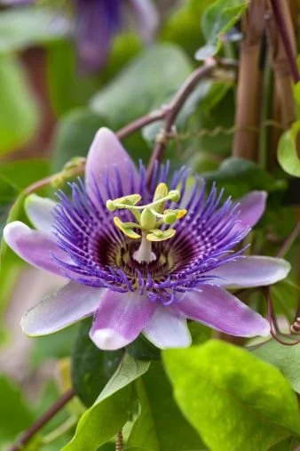 passion flower.jpg