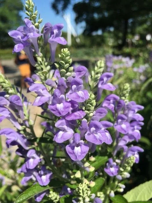 skullcap.jpg