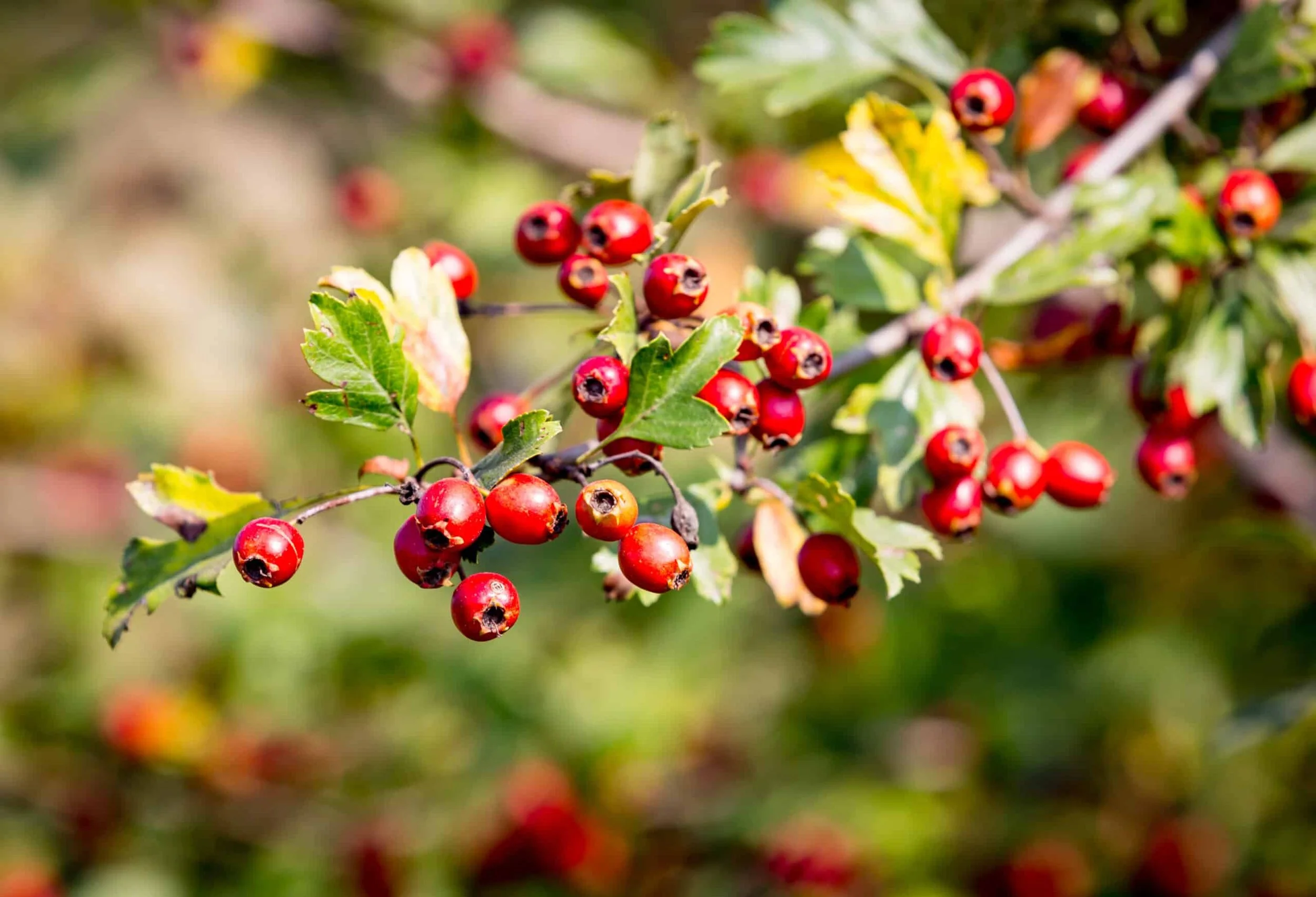 hawthorn.jpeg