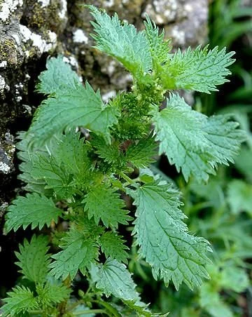 nettle.jpg