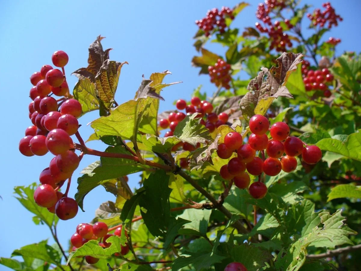 cramp bark berries.jpg