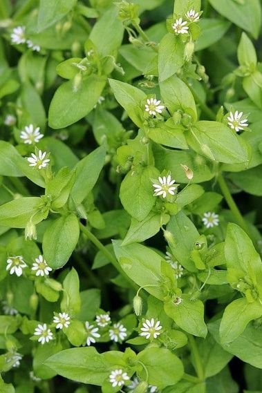 chickweed.jpg