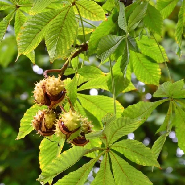 horse chestnut.jpg