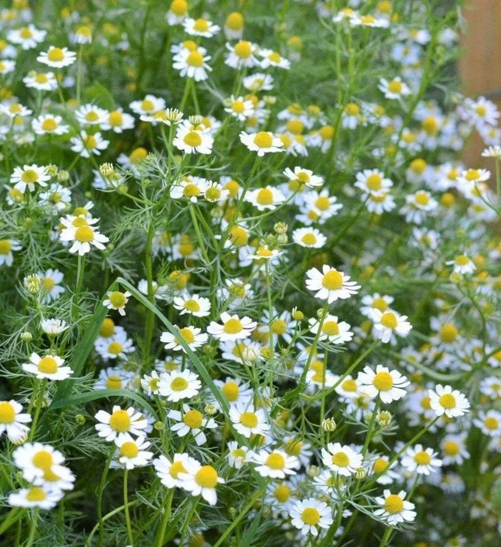 chamomile (1).jpg