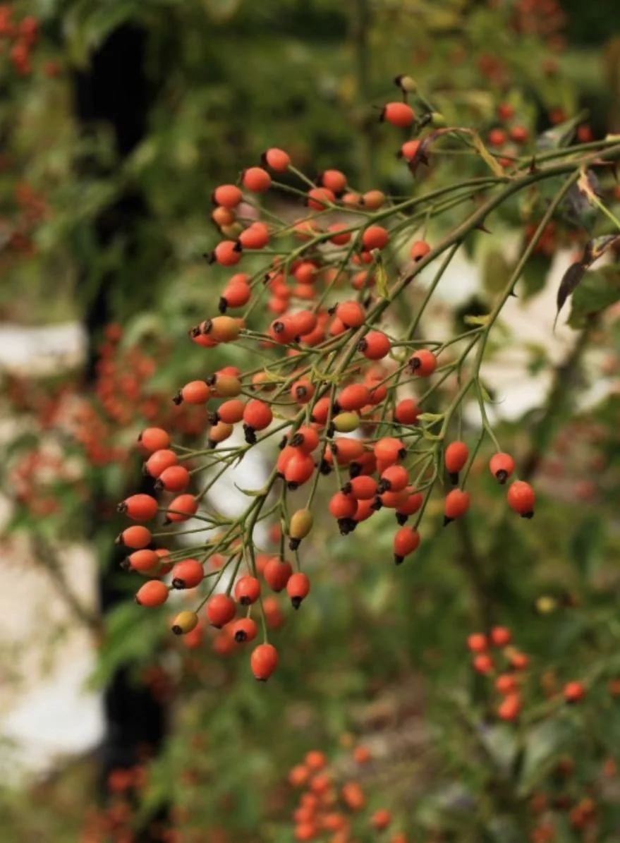 rosehips.jpg