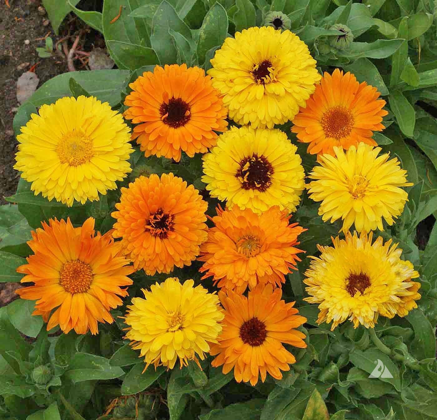 calendula.jpeg