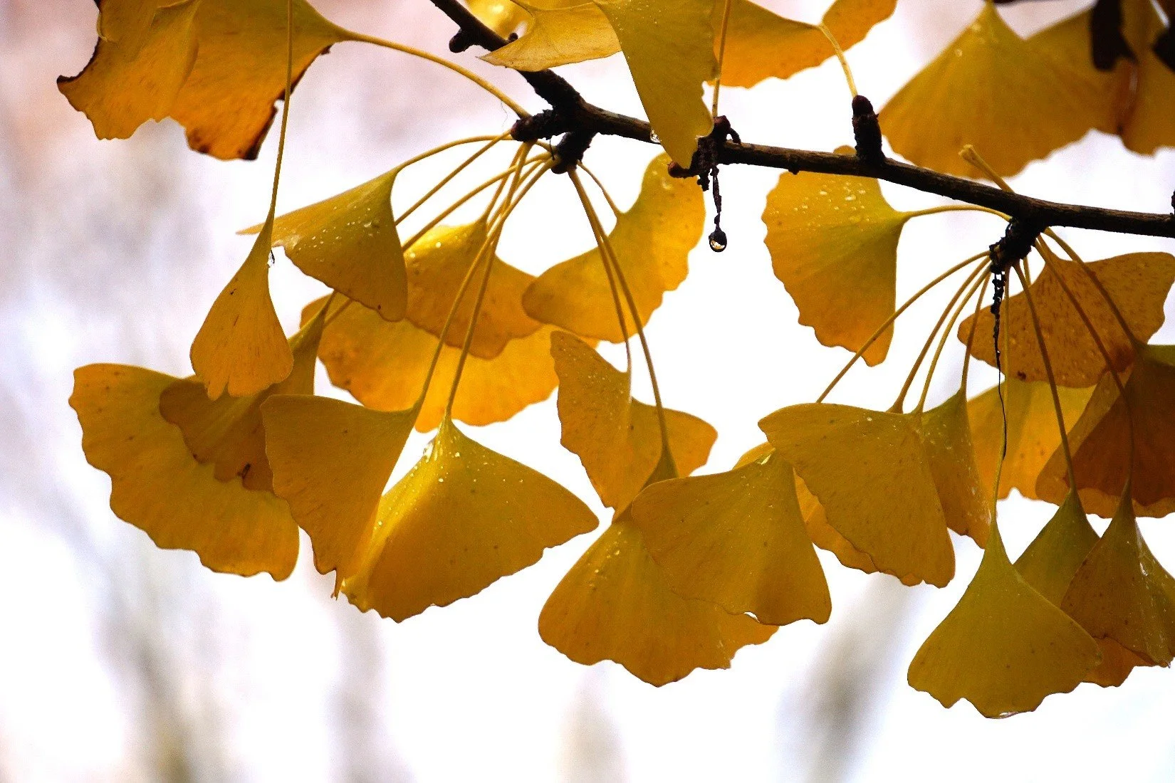 ginkgo.jpg