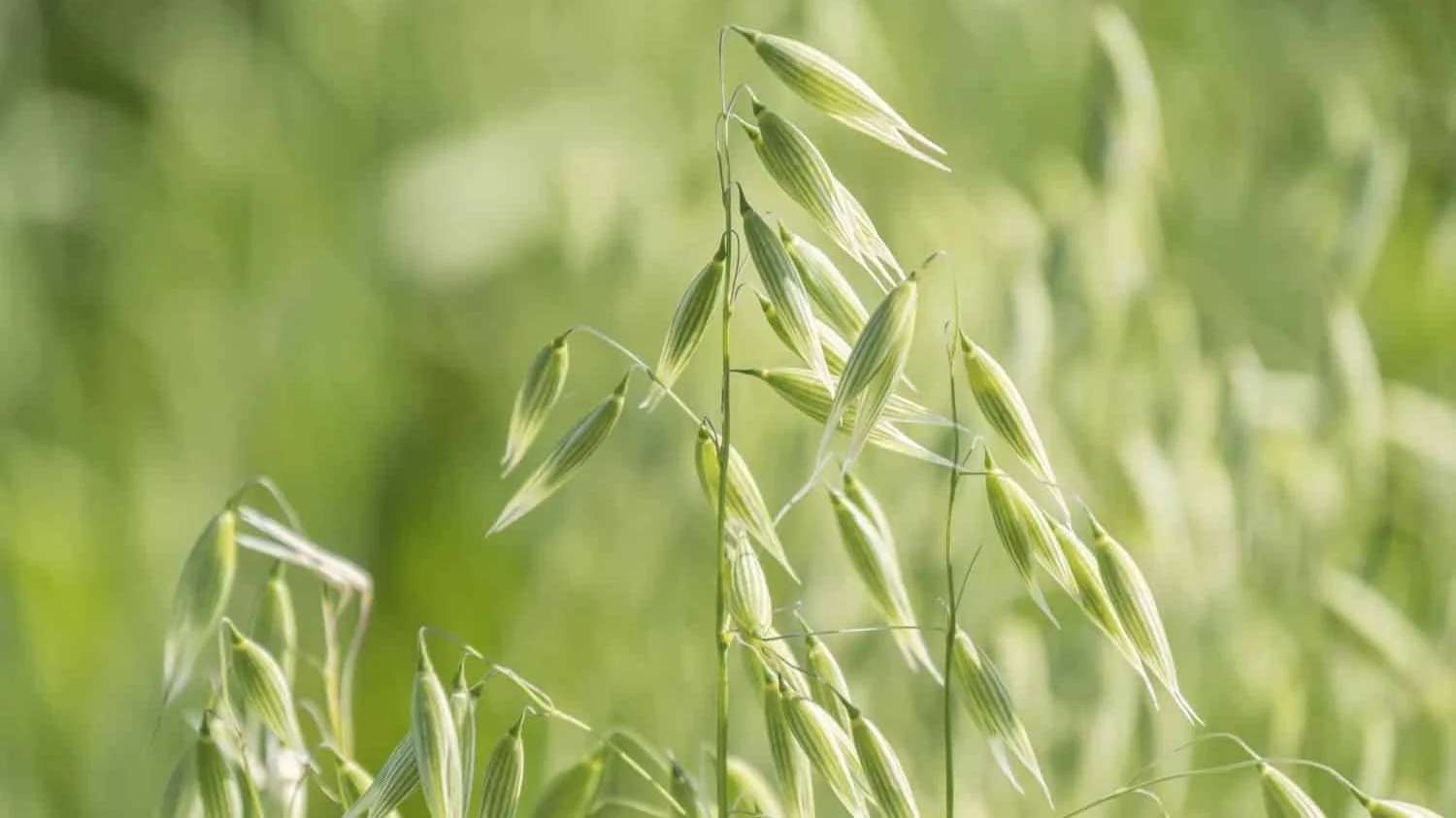 oatstraw.jpg
