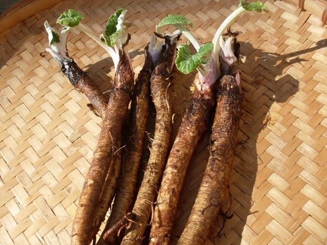 burdockroot.jpg