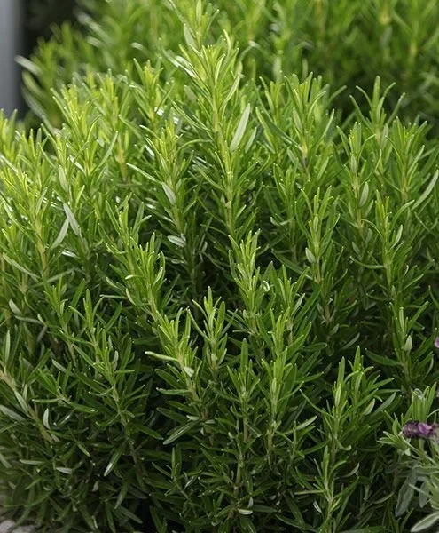 rosemarybush.jpg