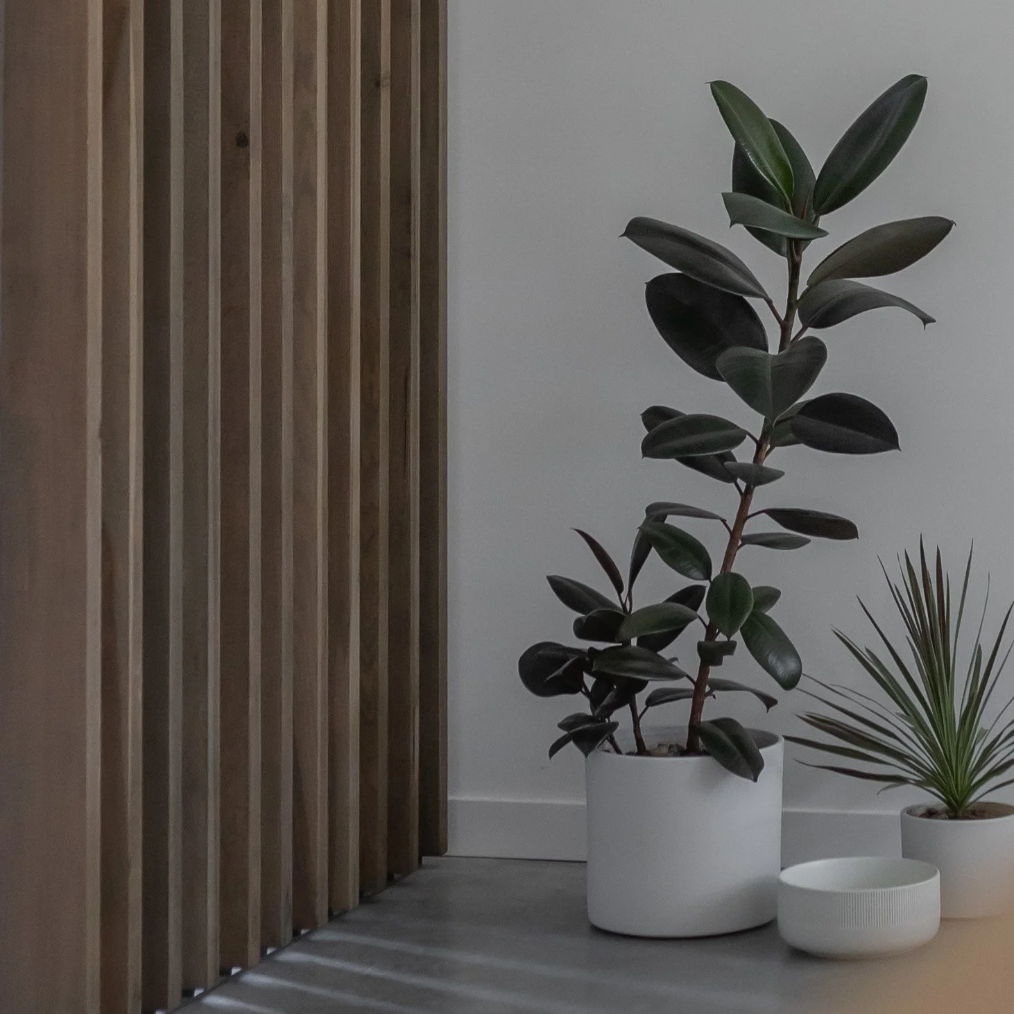 Indoor scene with a large potted plant with dark green leaves, another smaller potted plant, and a wooden slat wall on the left