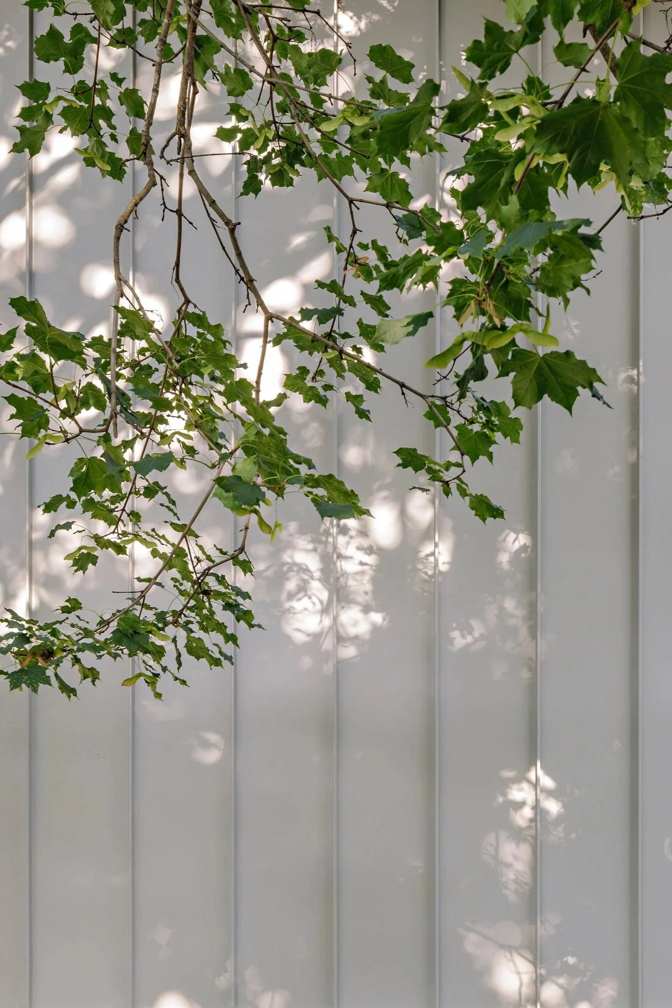Green ivy leaves and vines growing on a gray vertical surface, casting shadows.