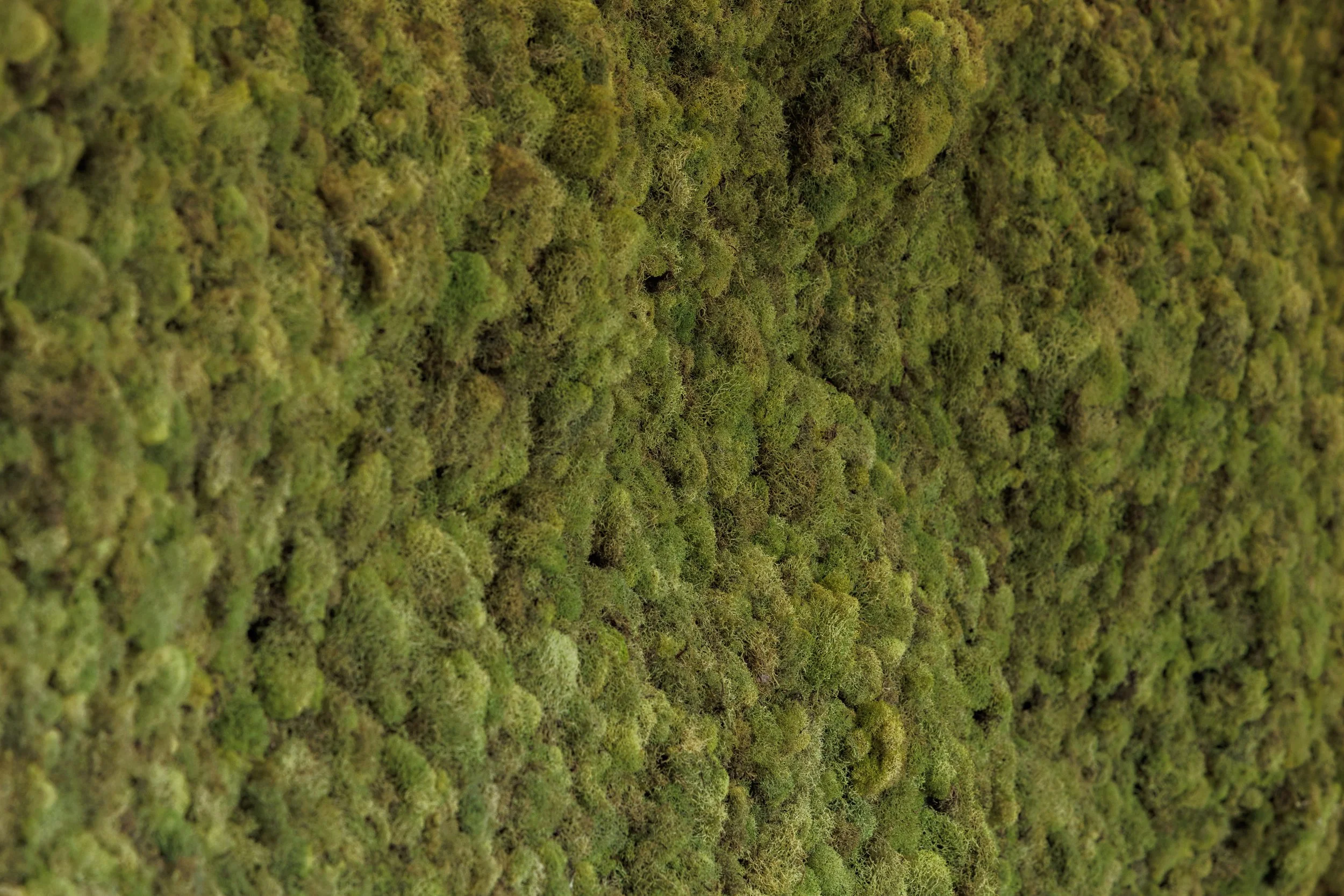 Close-up of green moss covering a surface.