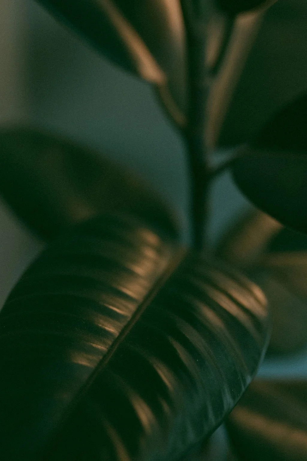 Close-up of green leaves with a glossy texture and prominent veins.